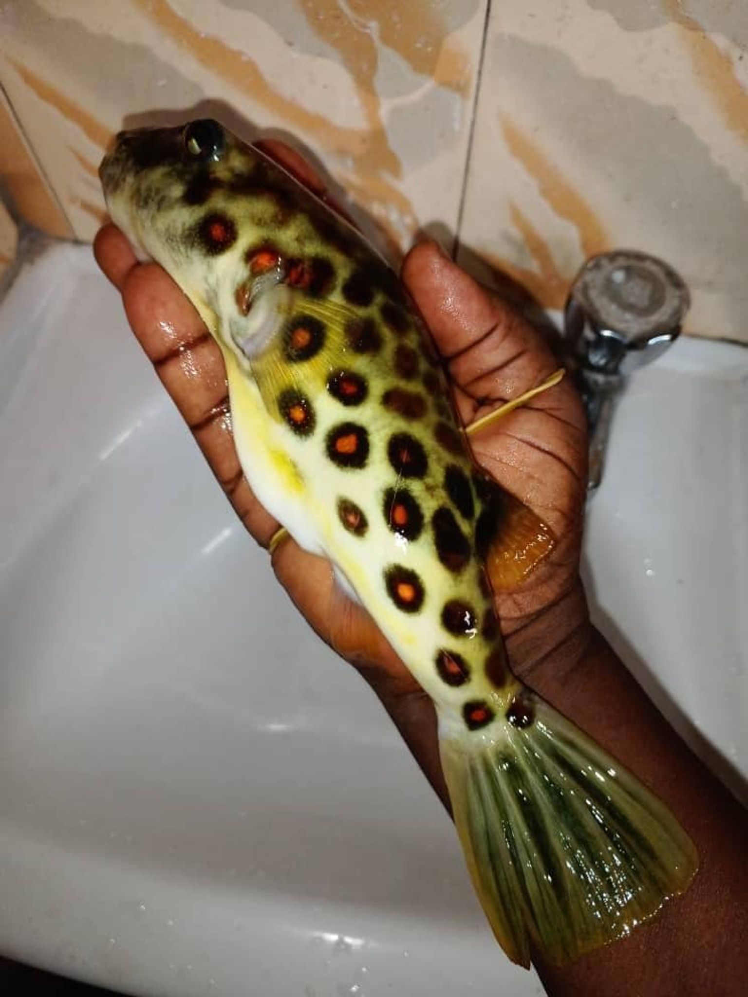 Cross River (red spot) puffer - Pustulatus