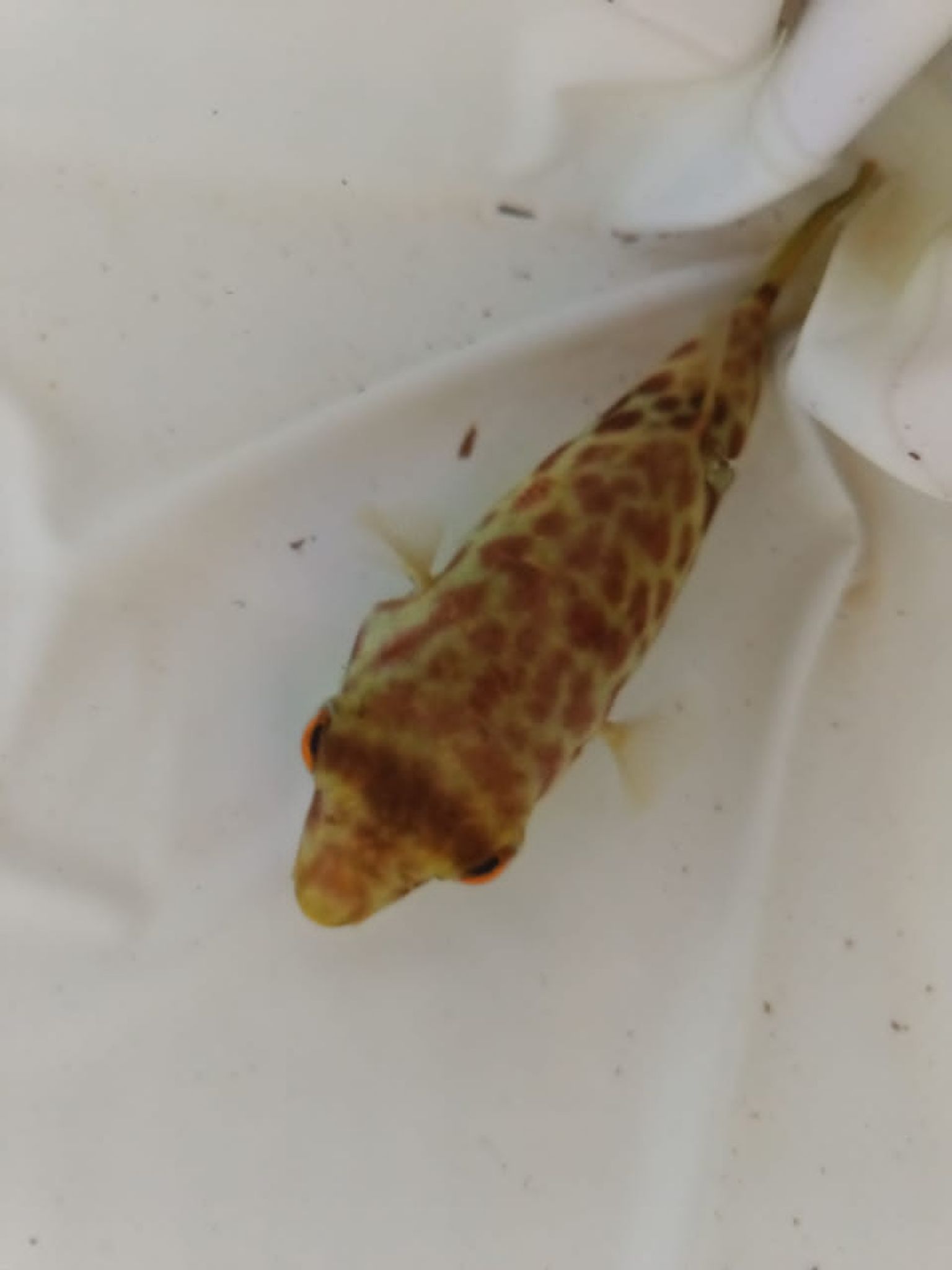 Cross River (red spot) puffer - Pustulatus