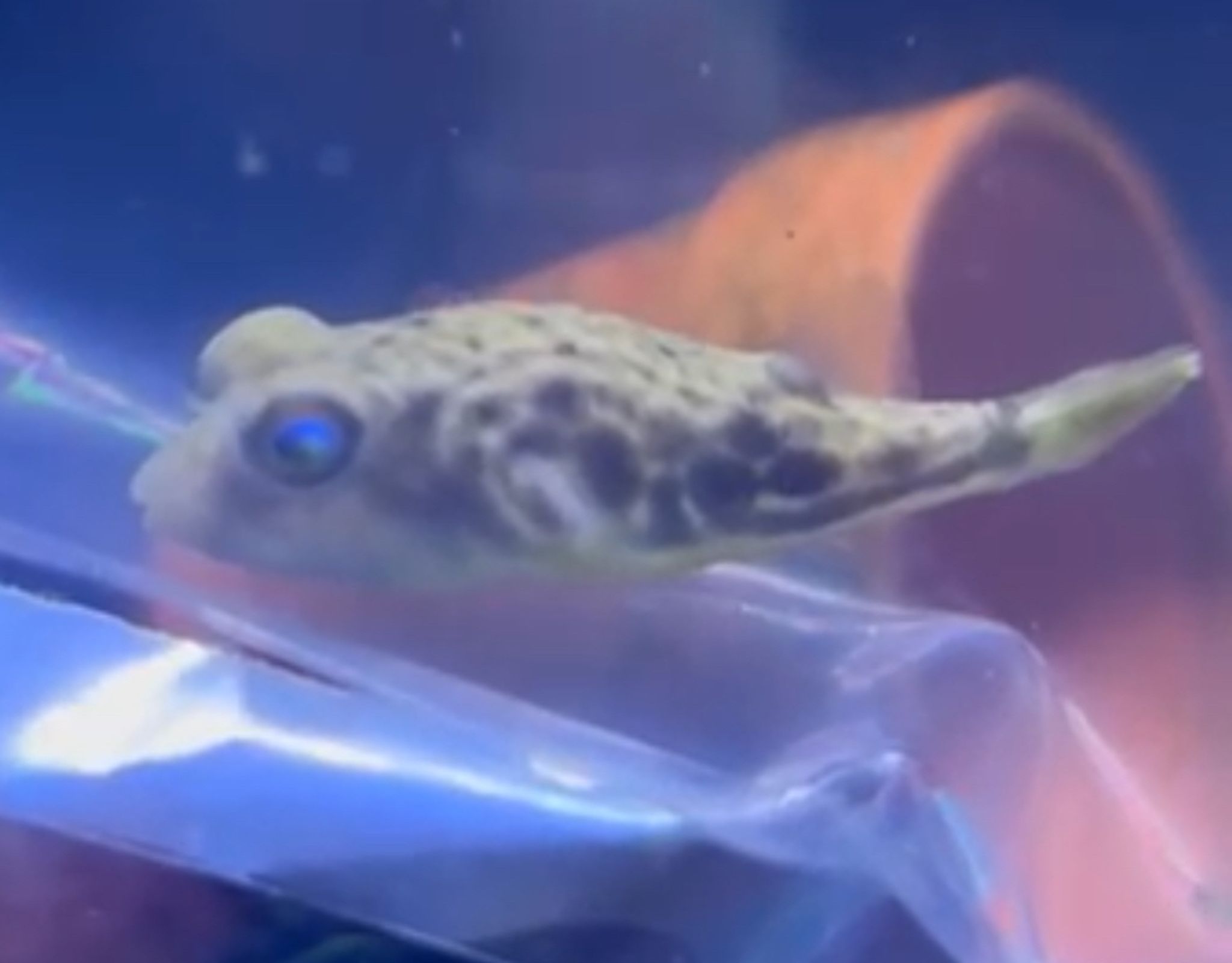 Cross River Puffer
