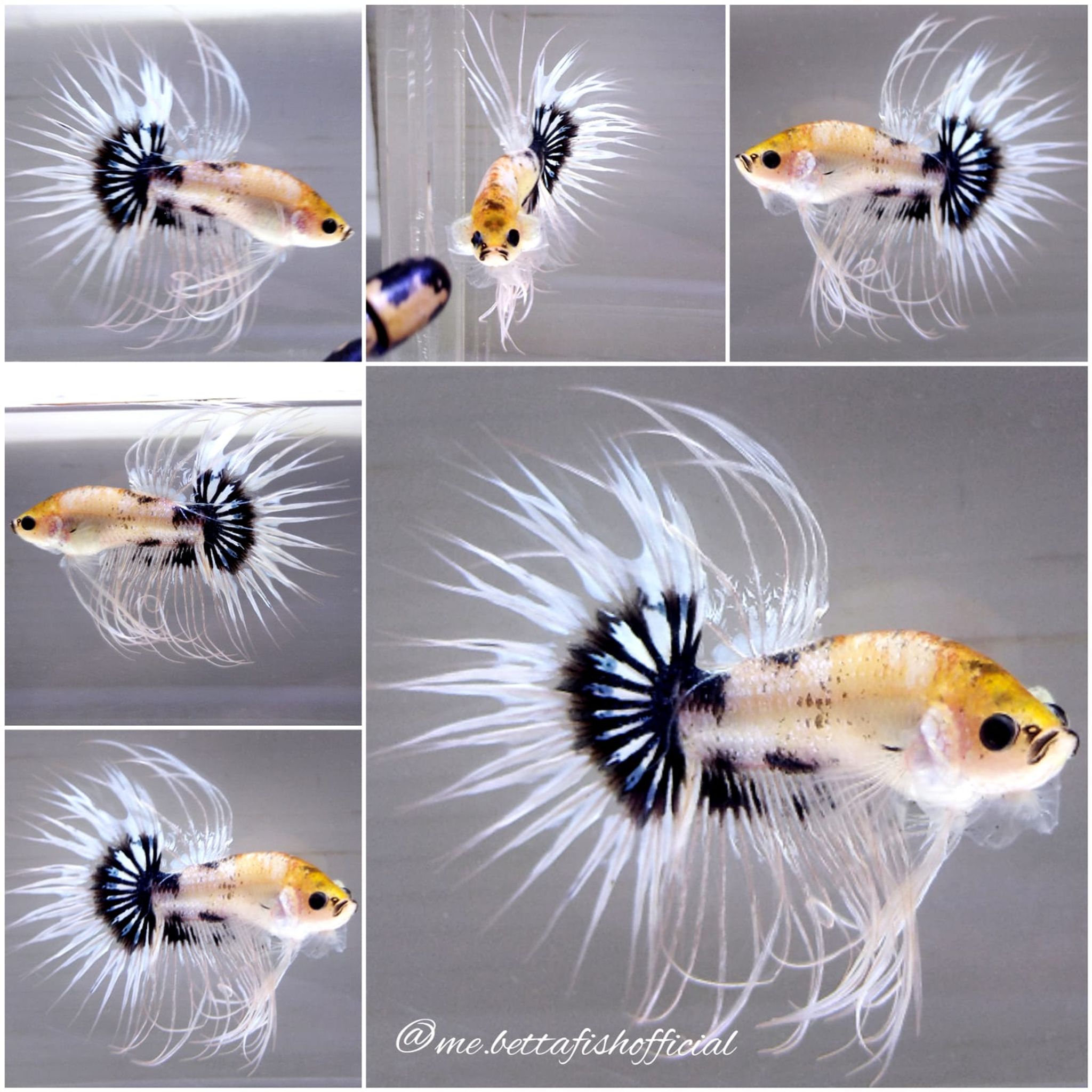Crown Tail Black Ghost