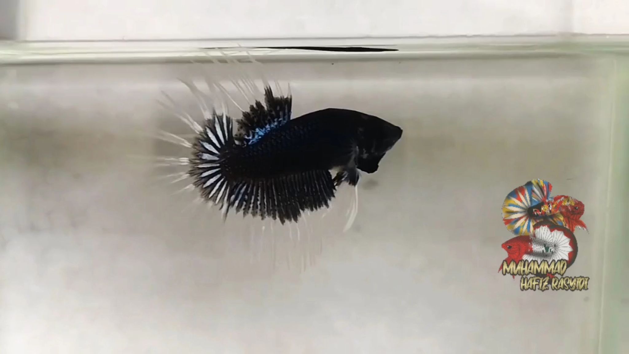 Crowntail Butterfly Aoc