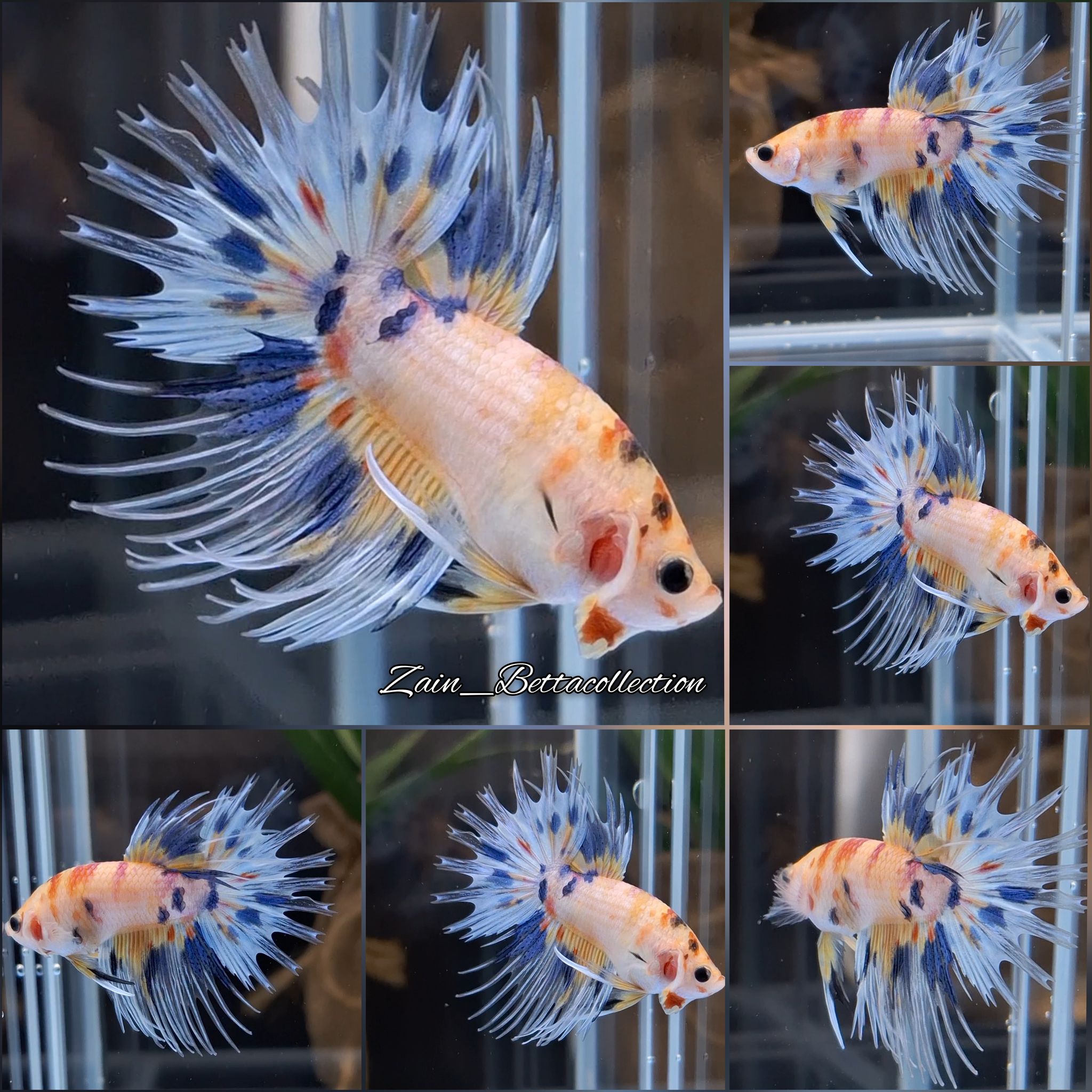 Crowntail Multicolor