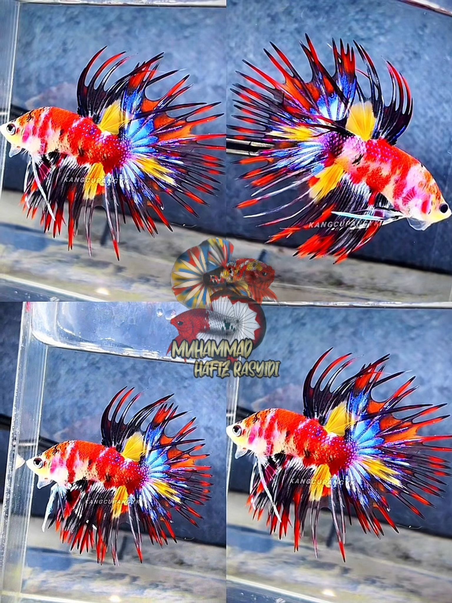 Crowntail Multicolor