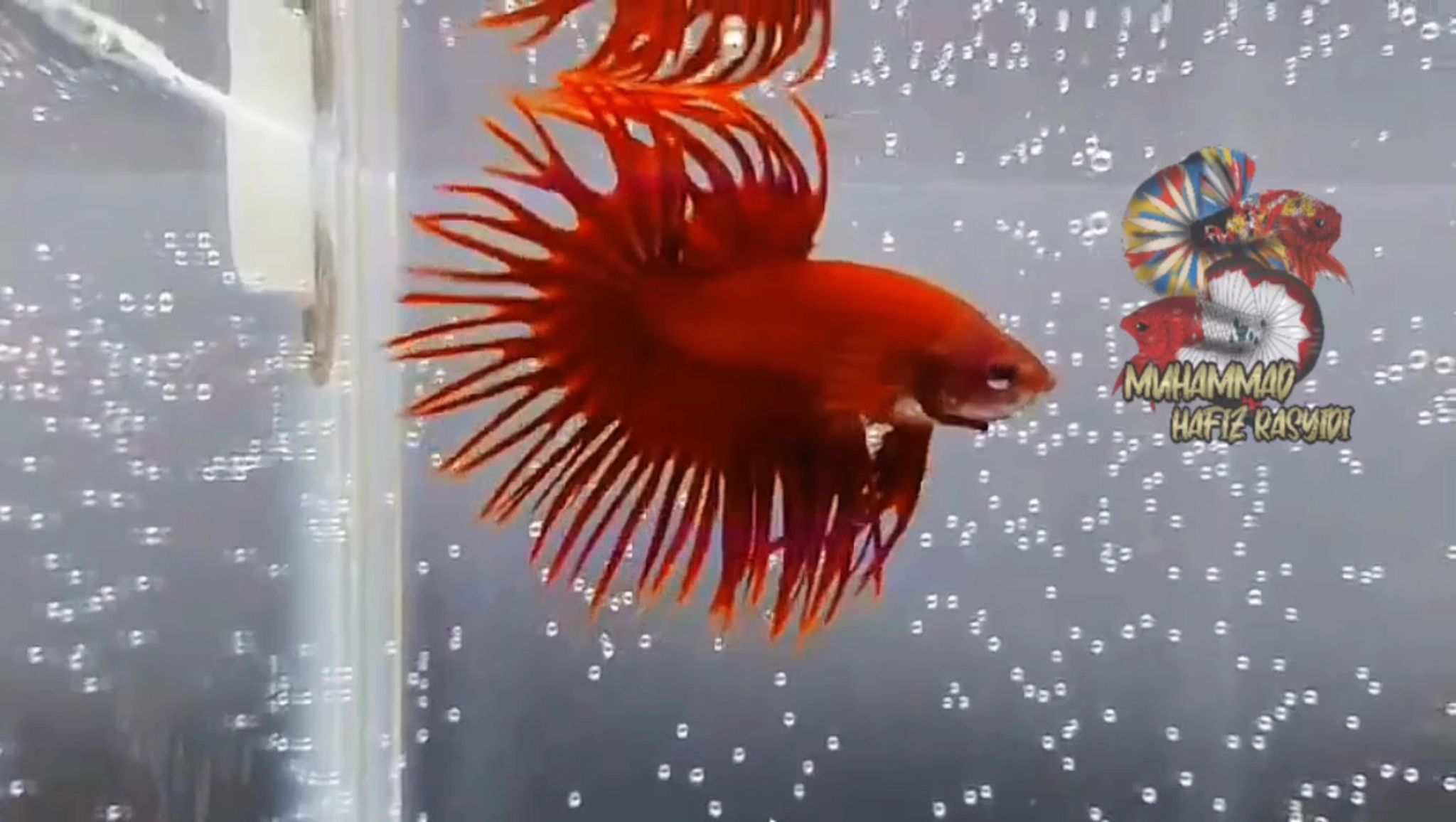 Crowntail Red
