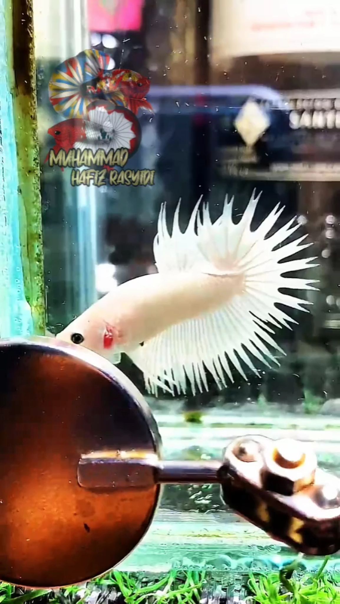 Crowntail Wp