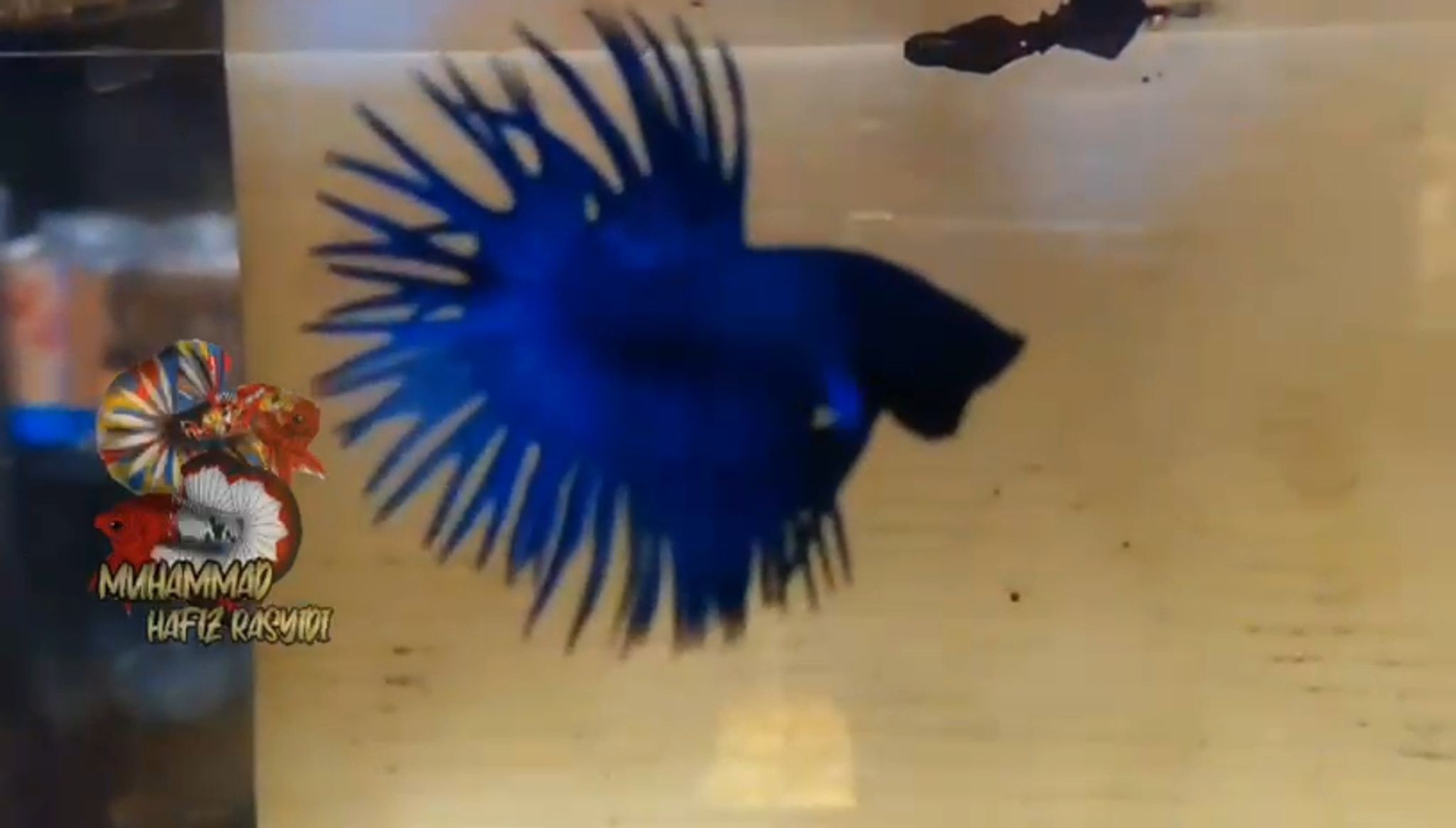 Crowntail blue solid