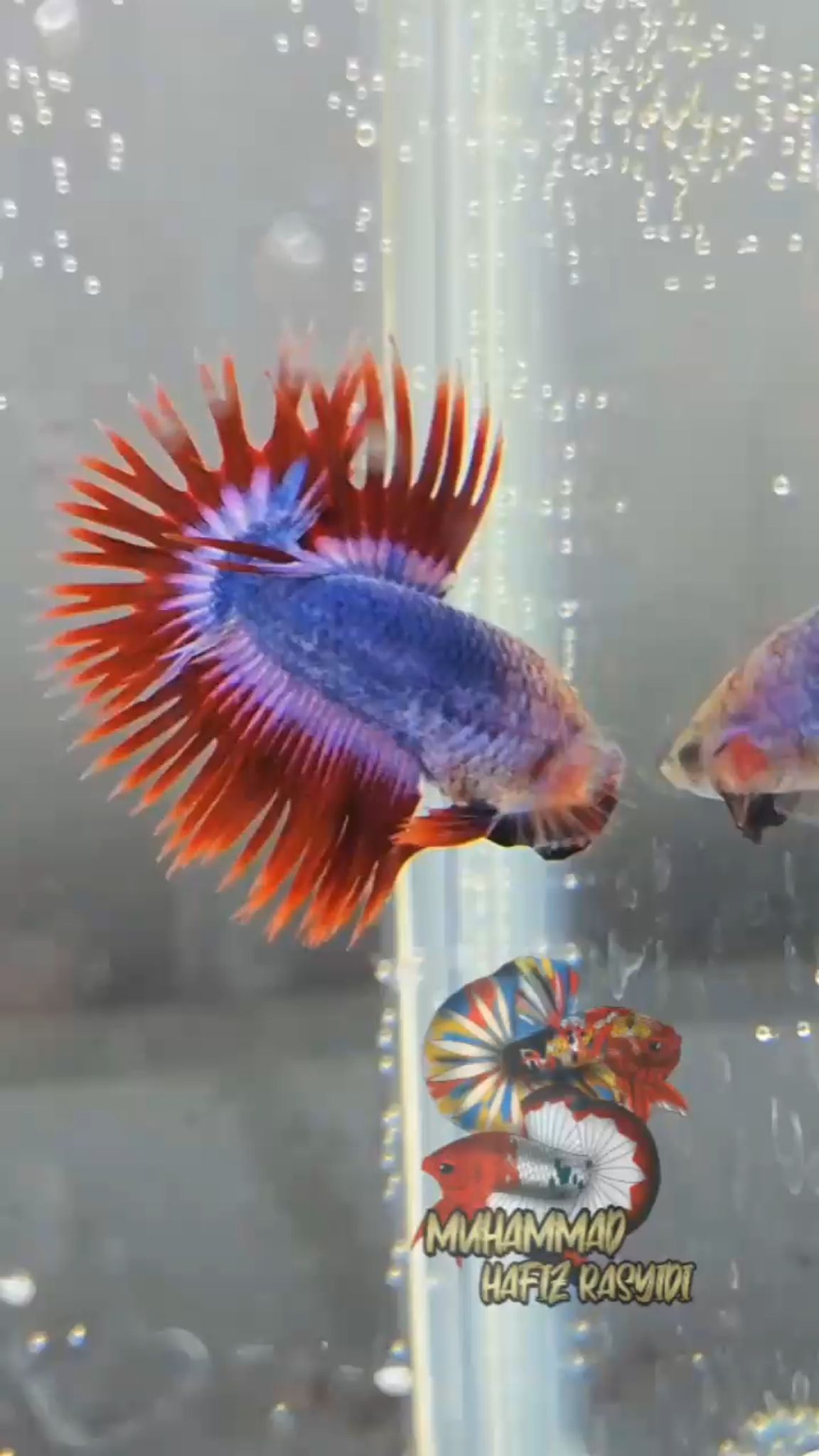 Crowntail mascot