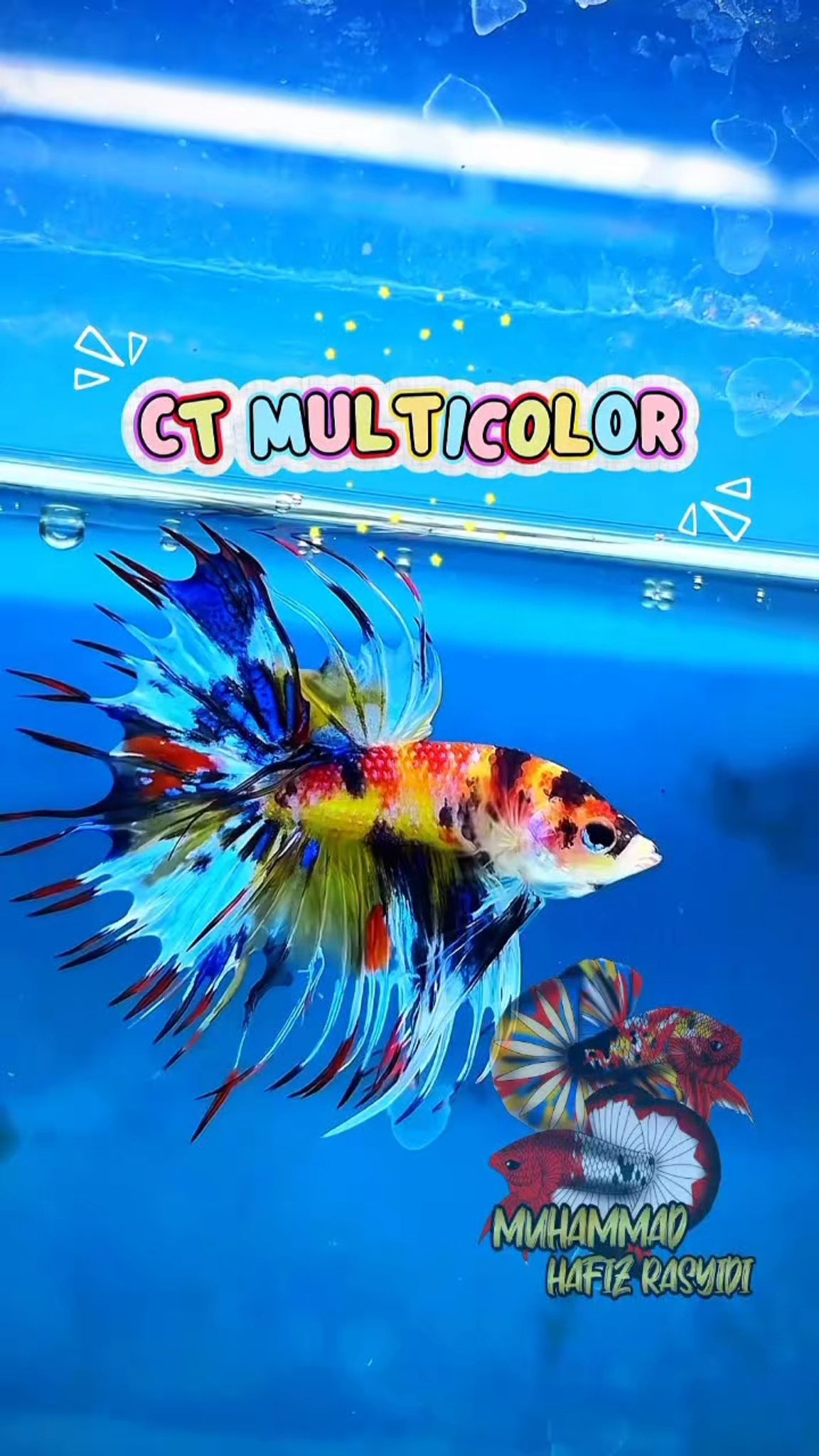 Crowntail multicolor