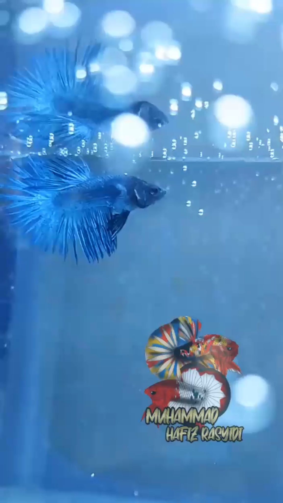 Crowntail solid blue