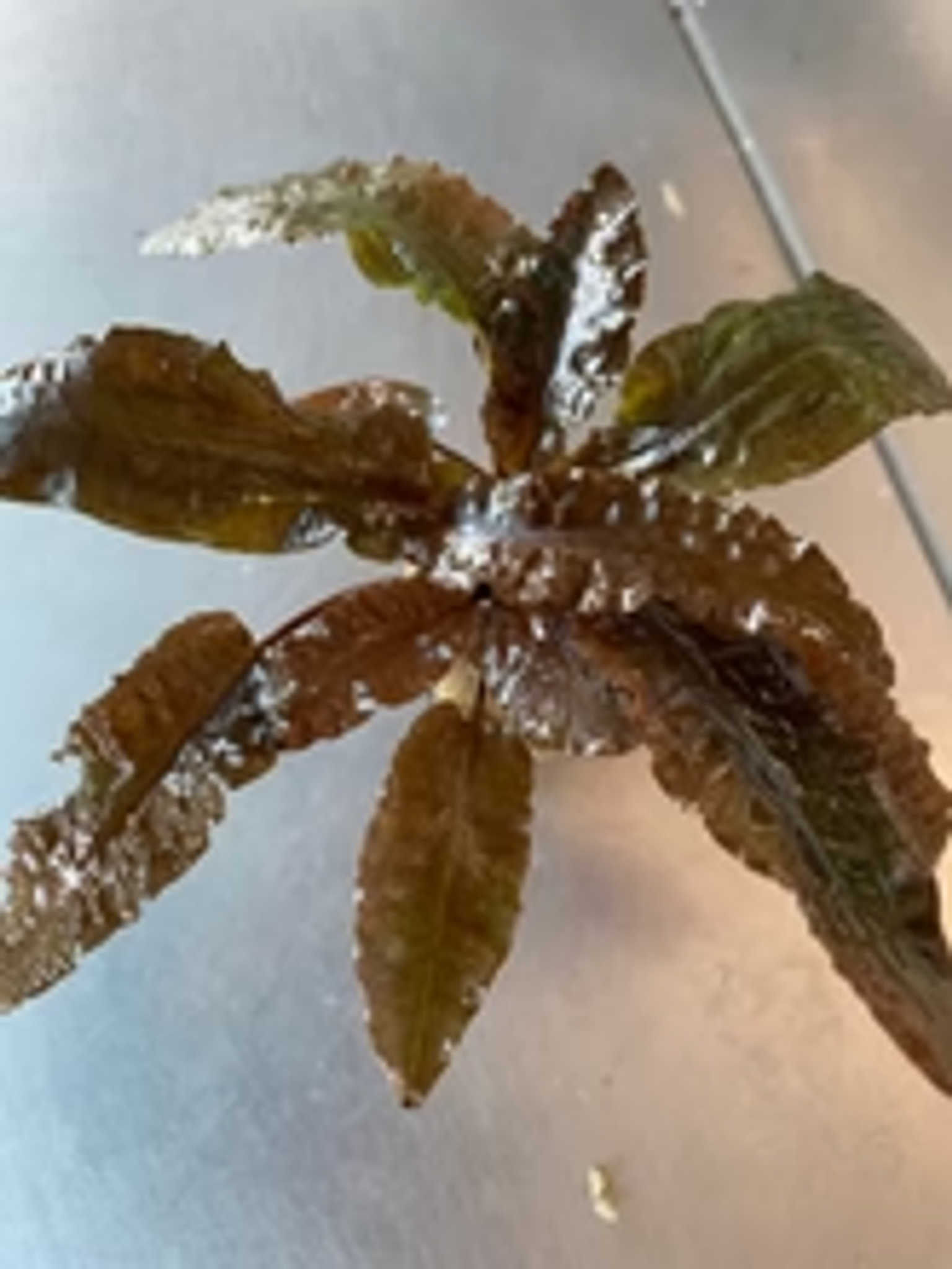 Cryptocoryne wendtii 'tropica'