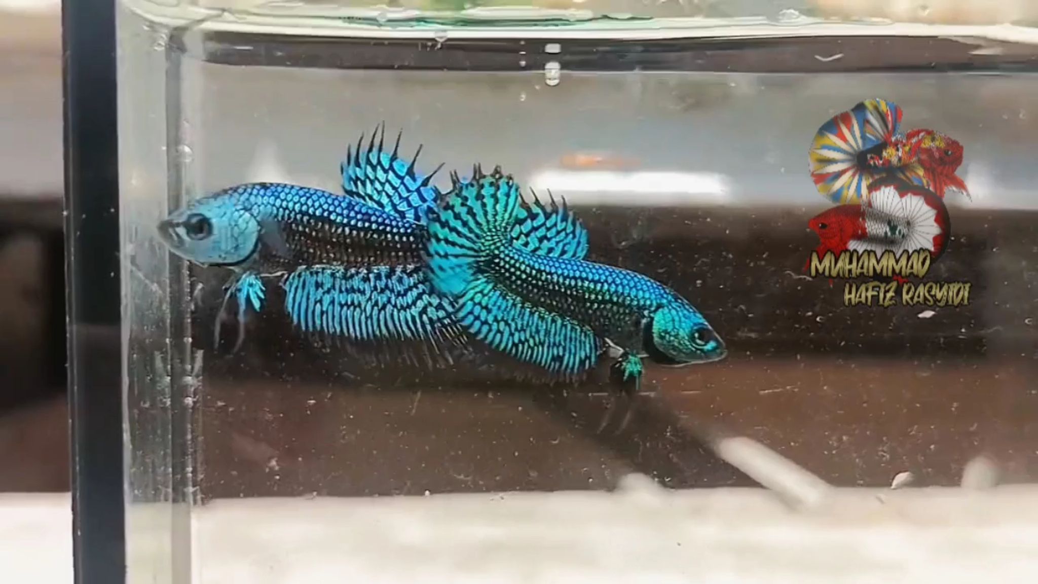 Ctpk alien