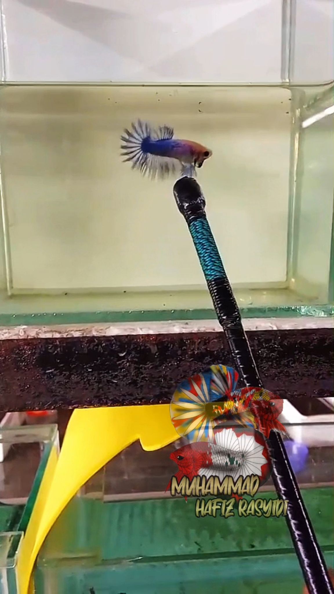 Ctpk grizzle