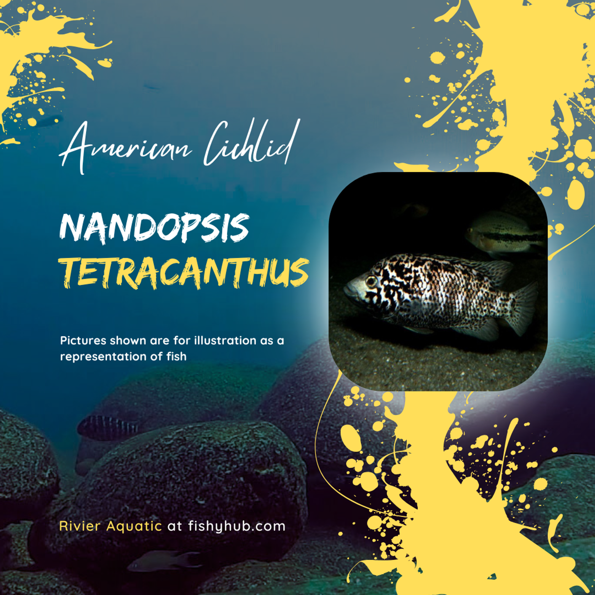 Cuban Cichlid (Nandopsis Tetracanthus)