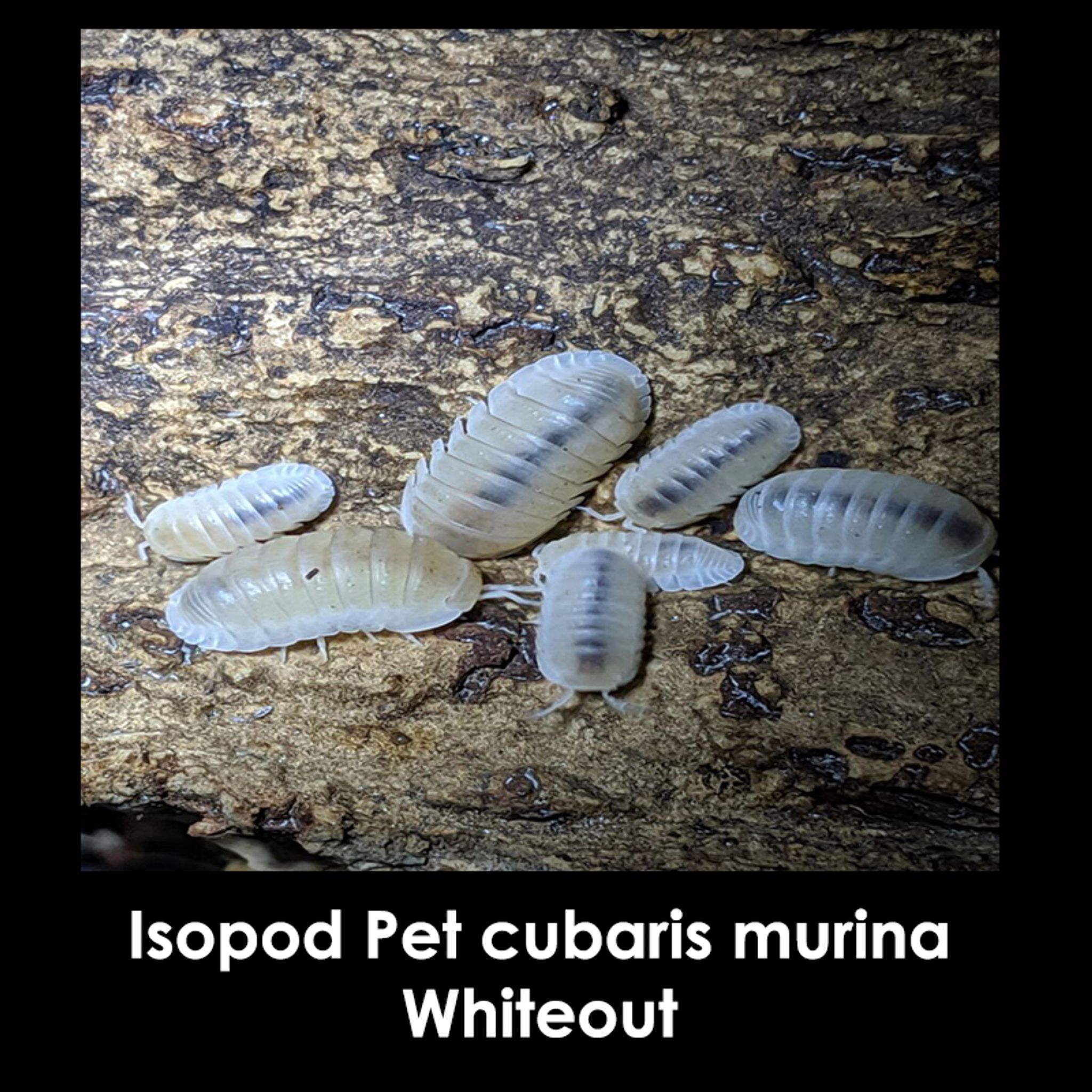 Cubaris Isopods Mixed Variety "Little Sea" isopods,Papaya isopods ,Blue/White murina