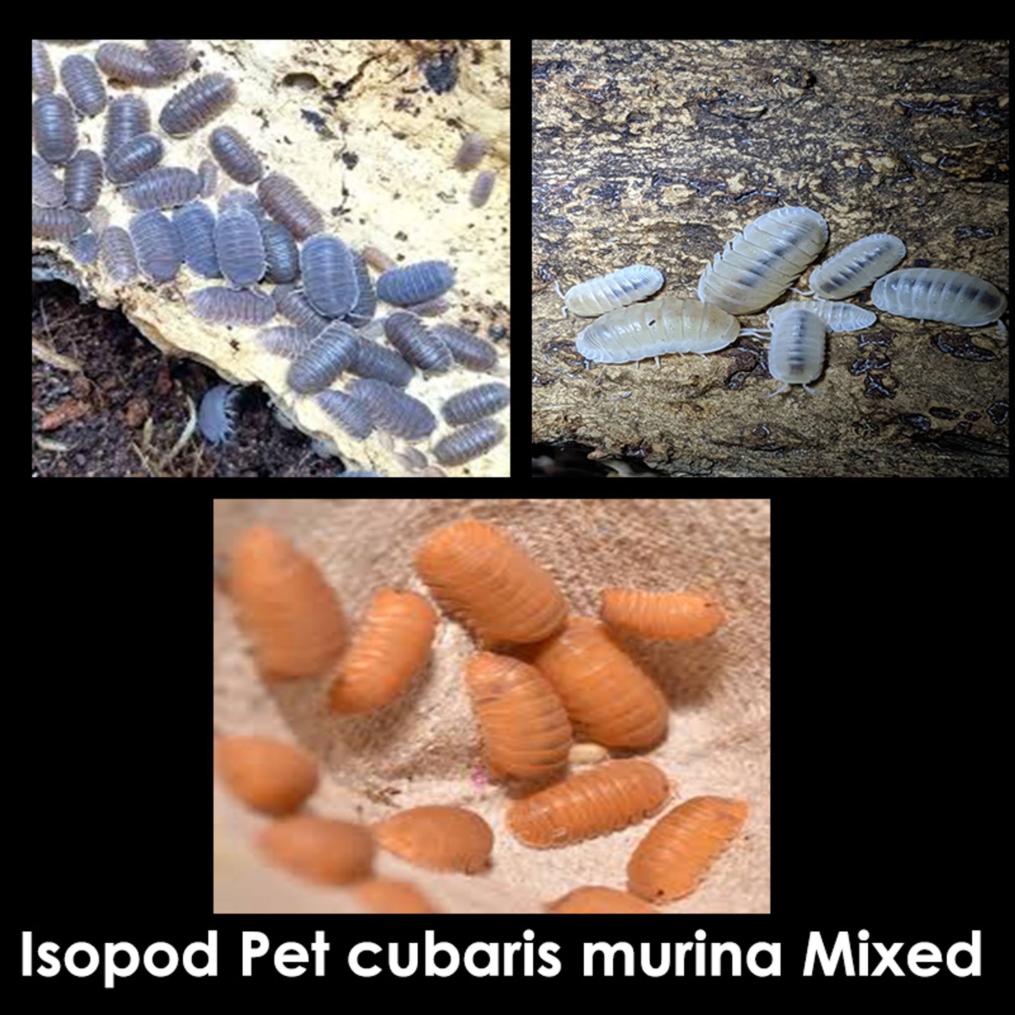 Cubaris Isopods Mixed Variety "Little Sea" isopods,Papaya isopods