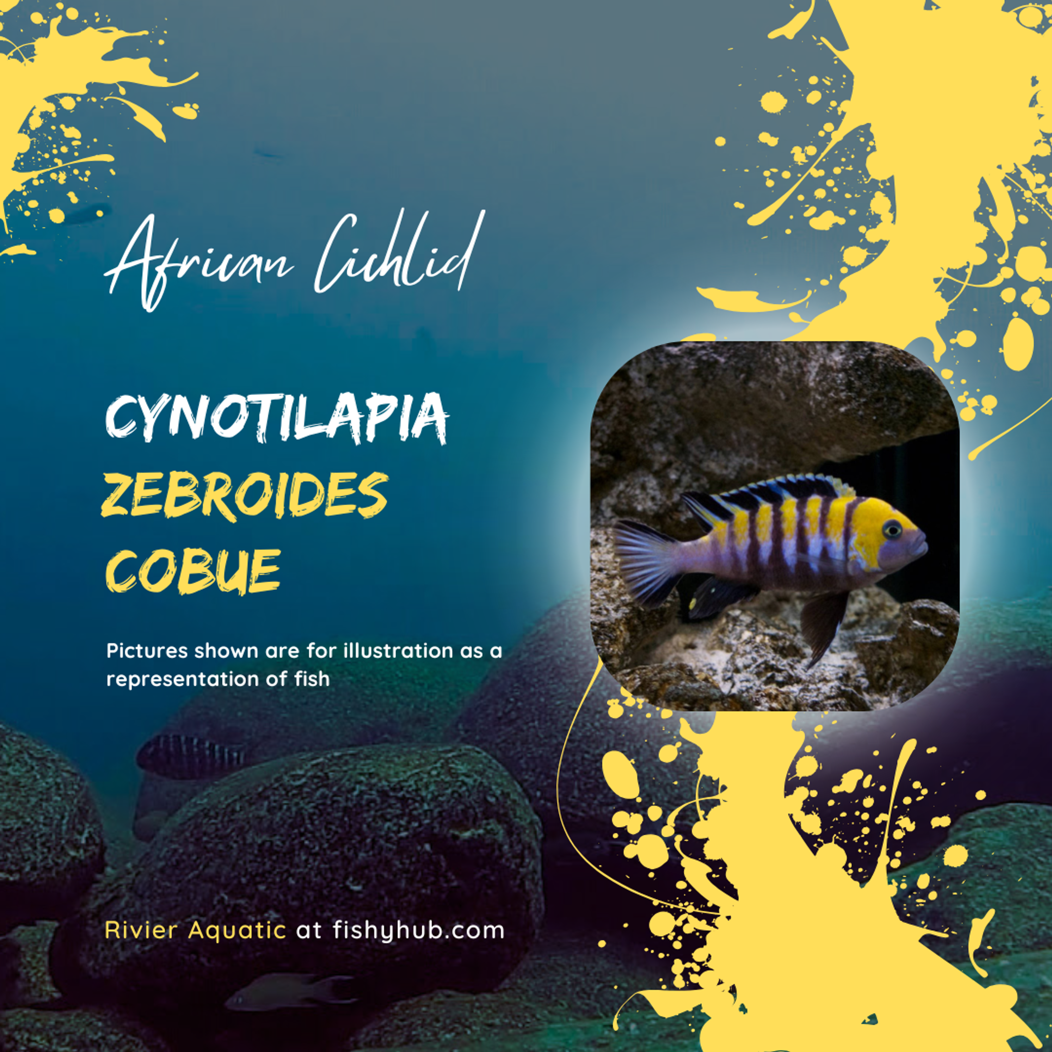 Cynotilapia Afra Cobue Cichlid