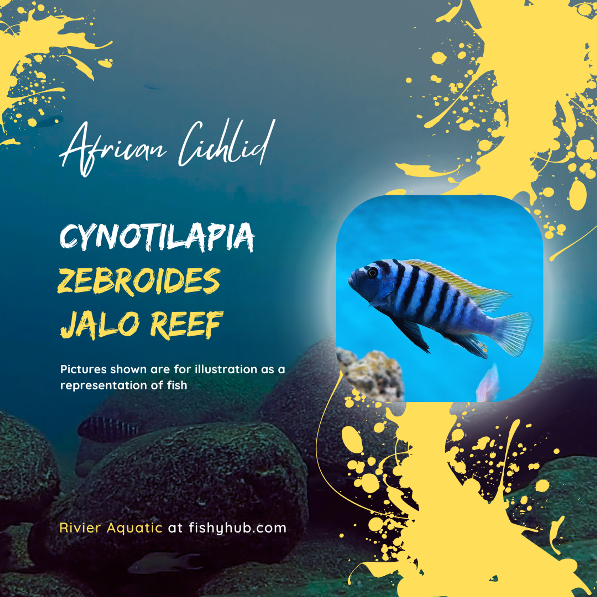 Clown Afra Cichlid (Cynotilapia Zebroides Jalo Reef)