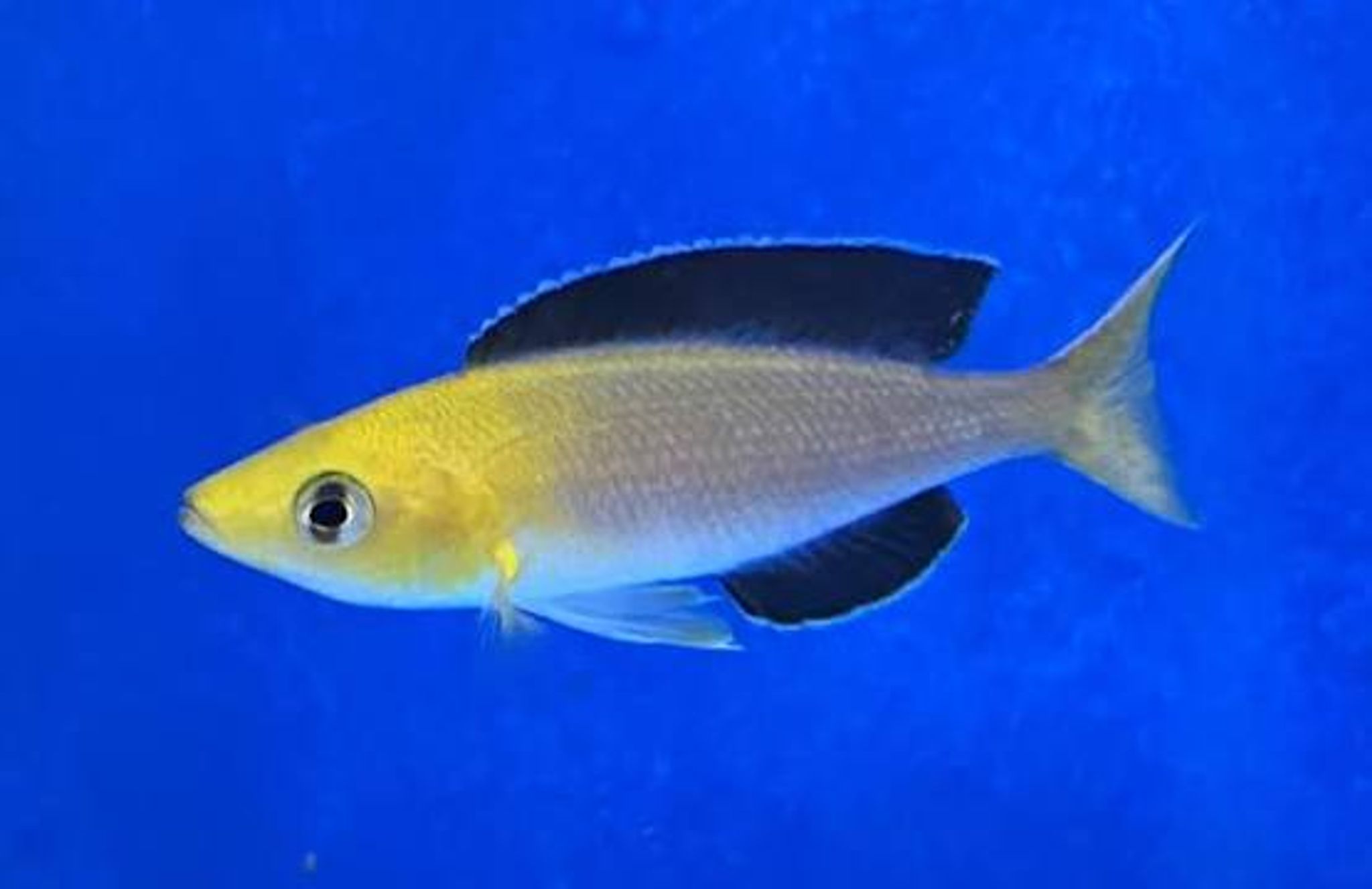 Cyprichromis Leptosoma 'GOLD HEAD'