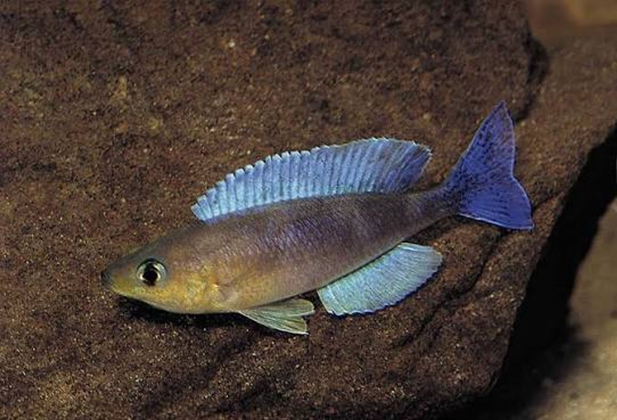 Cyprichromis Leptosoma 'KIGOMA'
