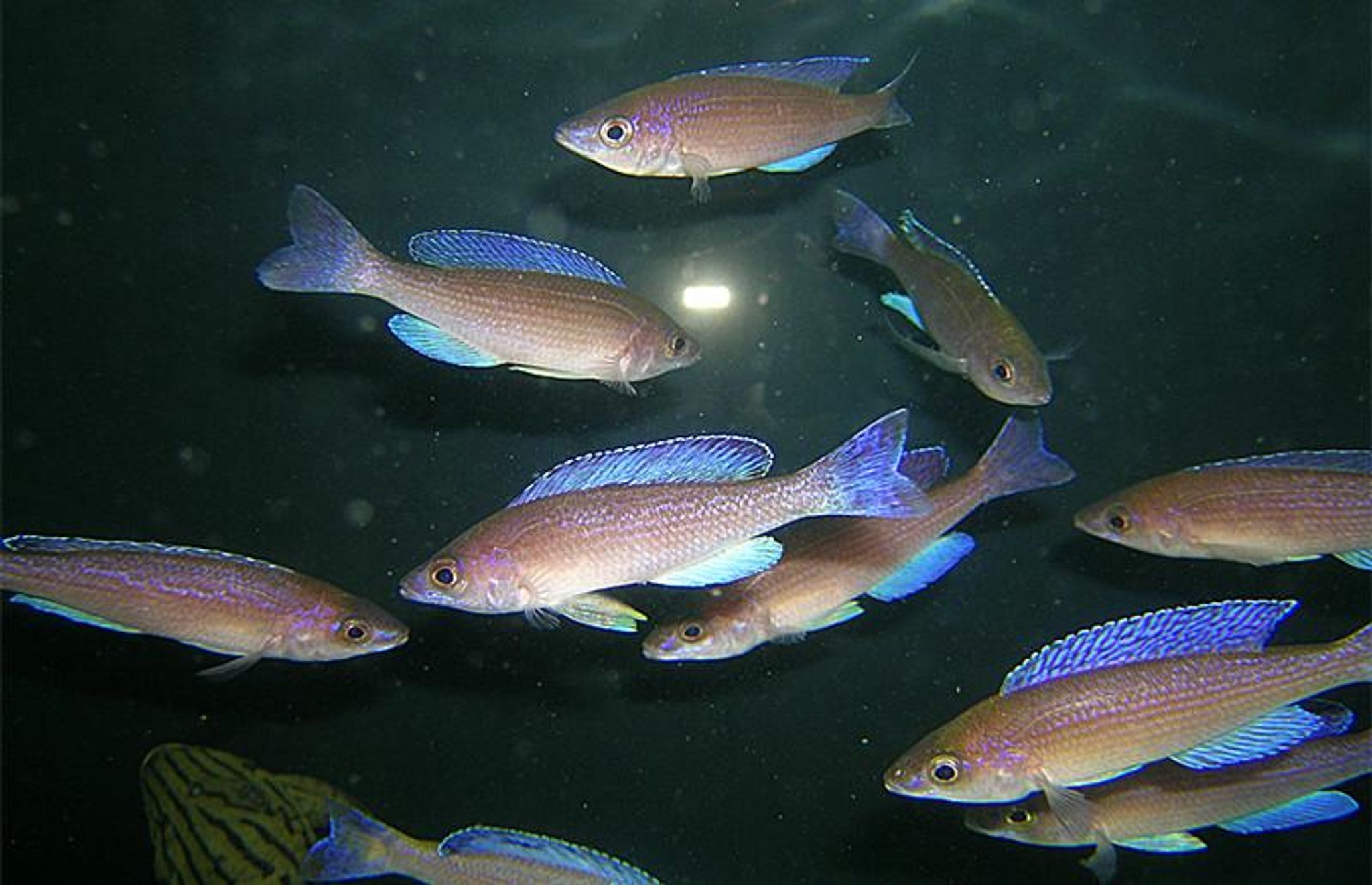 Cyprichromis Spp. 'FULL BLUE'