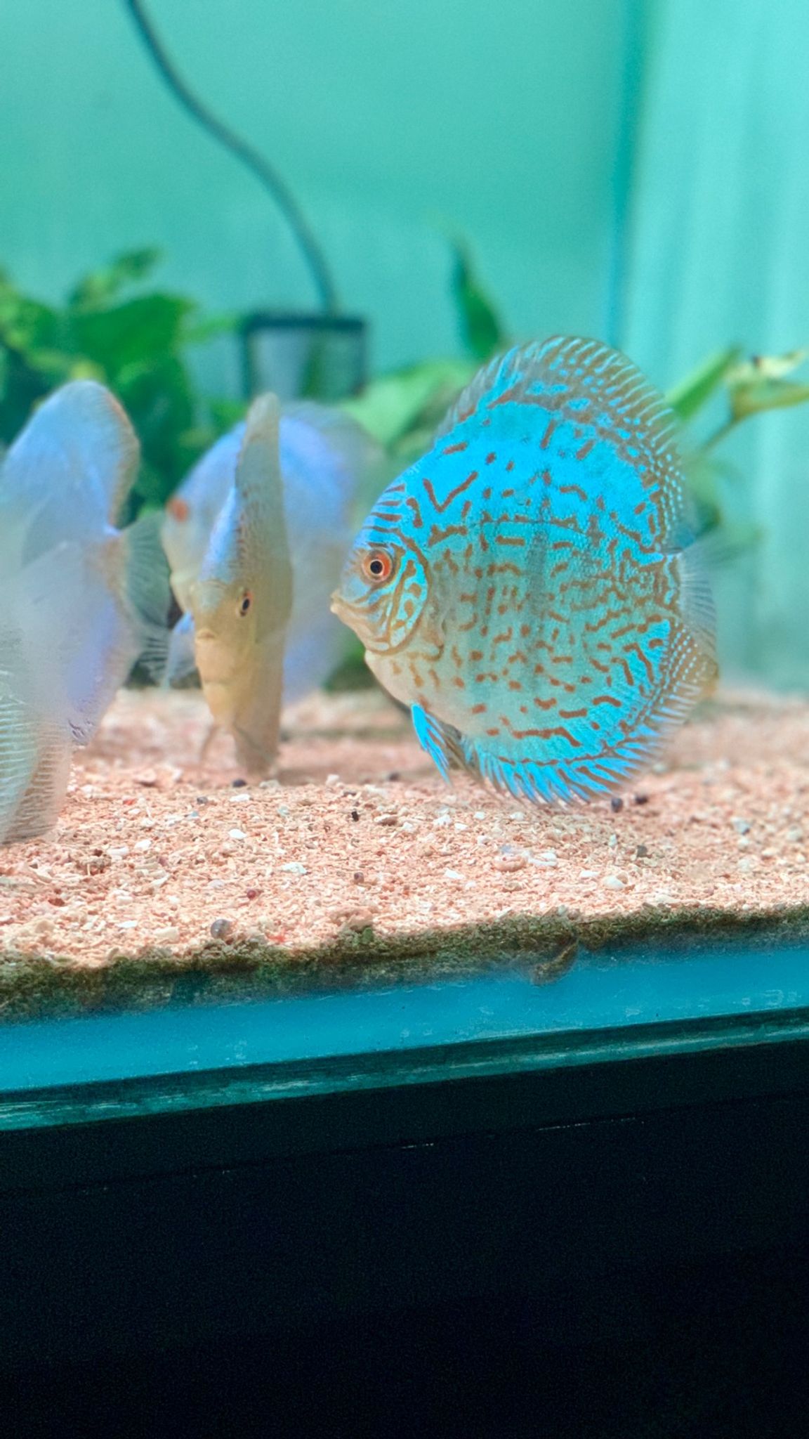 DISCUS BLUE COBALT 3.5 INCH