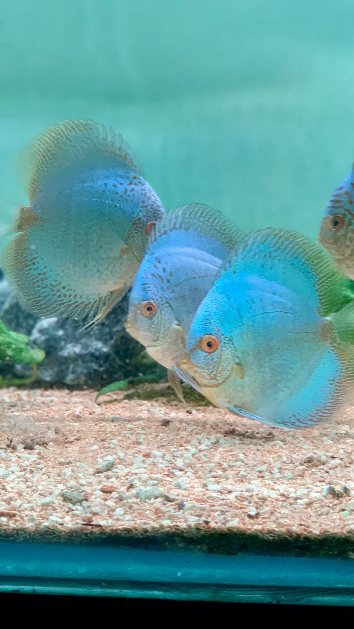 DISCUS BLUE SCORPION SIZE 3.5 INCH