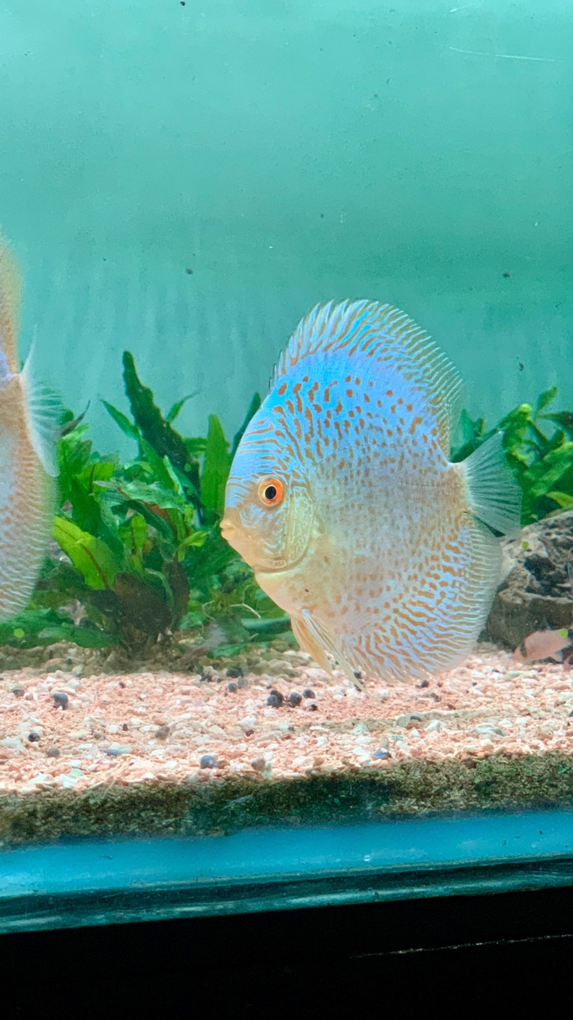 DISCUS BLUE SNAKESKIN SIZE 3.5 INCHING