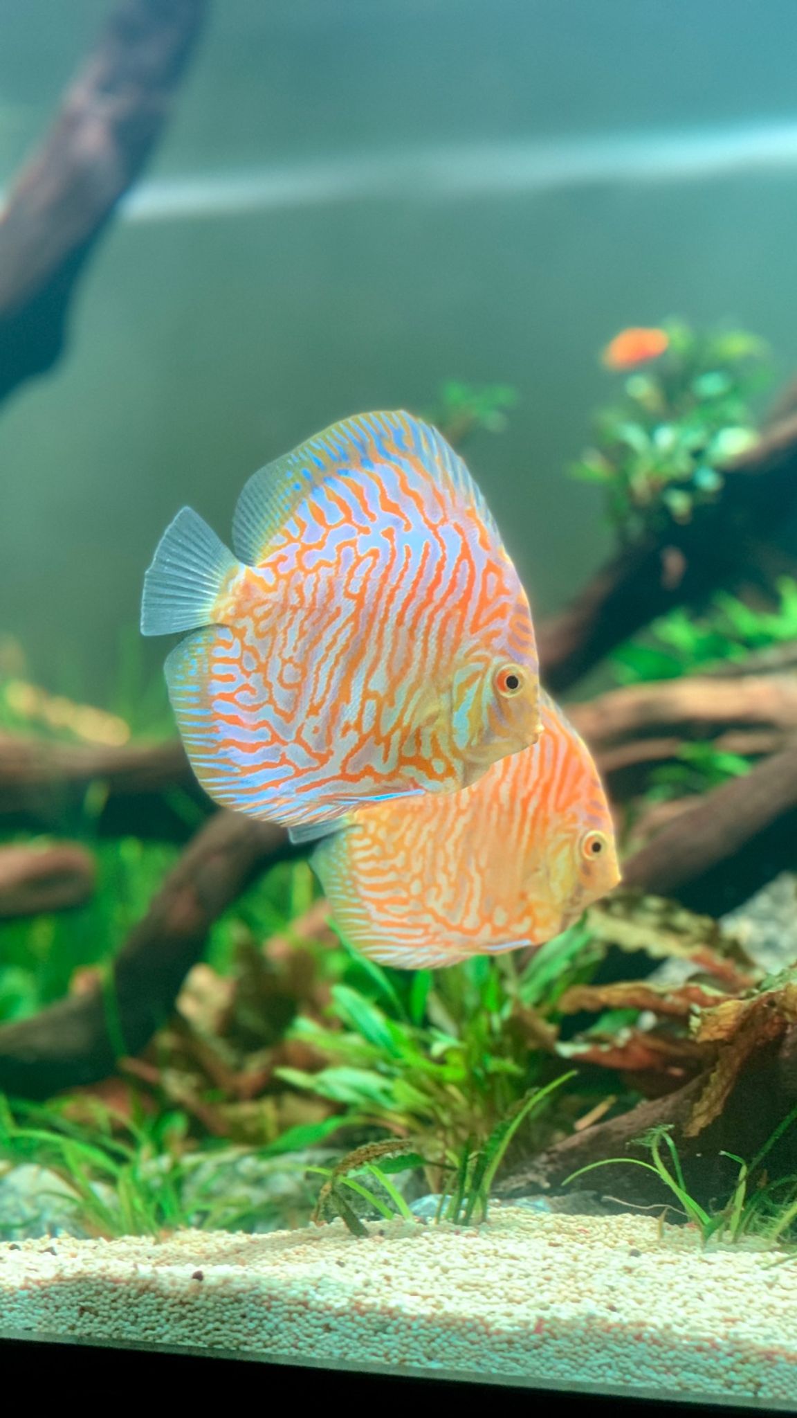 DISCUS GOLDEN TIGER SIZE 3.5 INCH