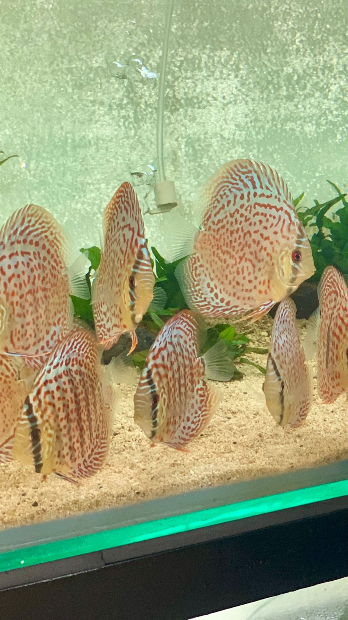 DISCUS LEOPARD SIZE 3.5 INCH