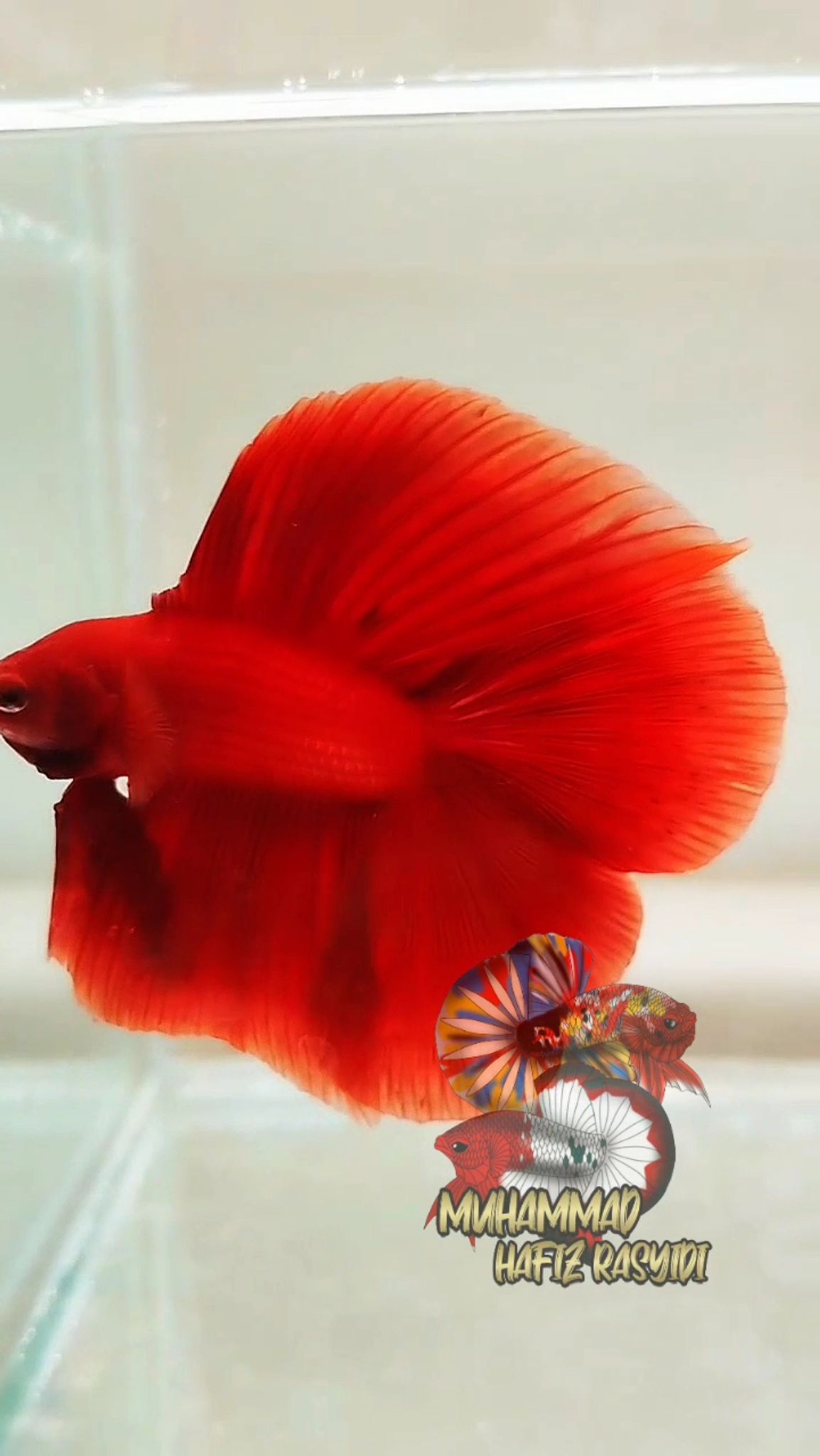 DTHM RED