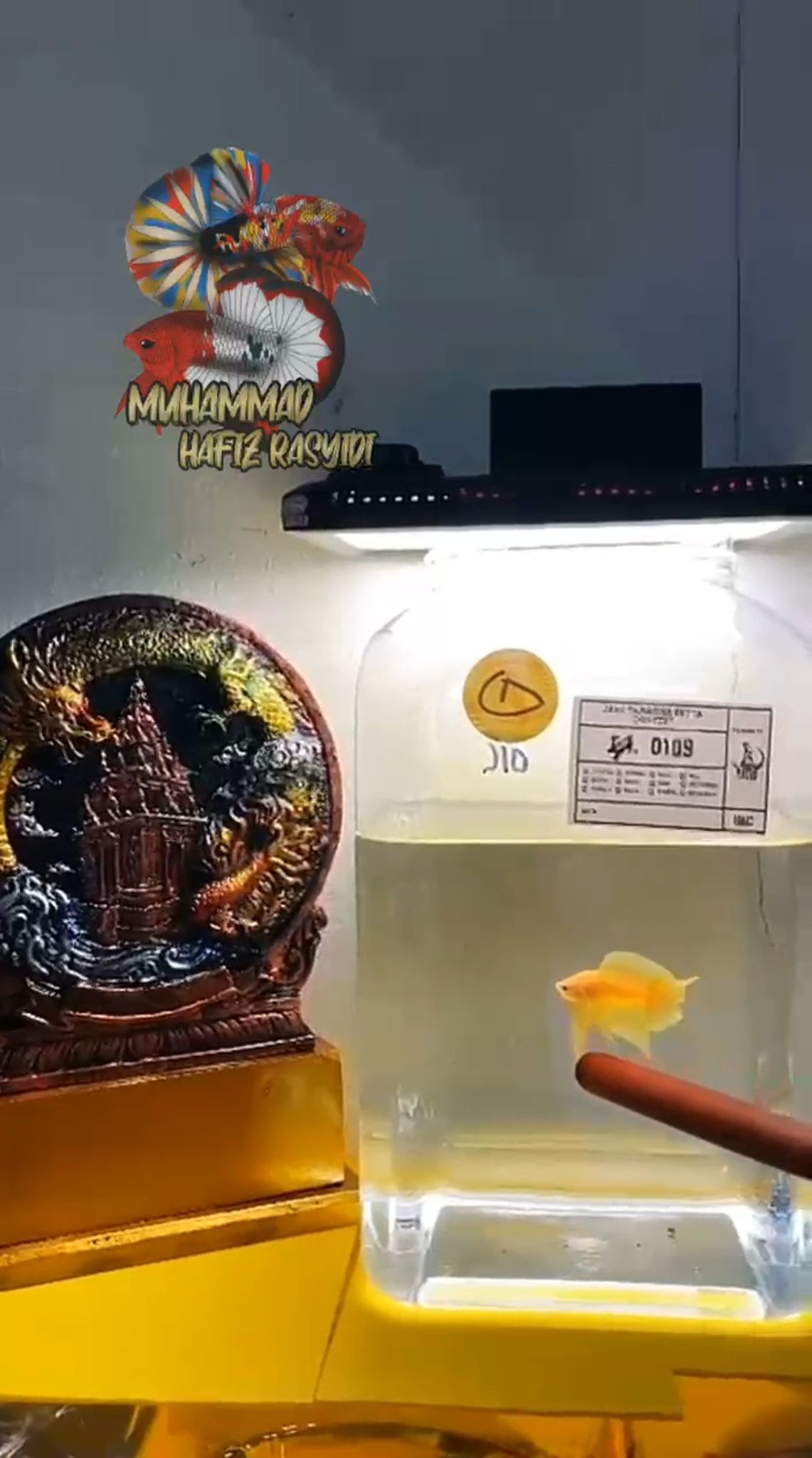DTPK YELLOW SOLID
