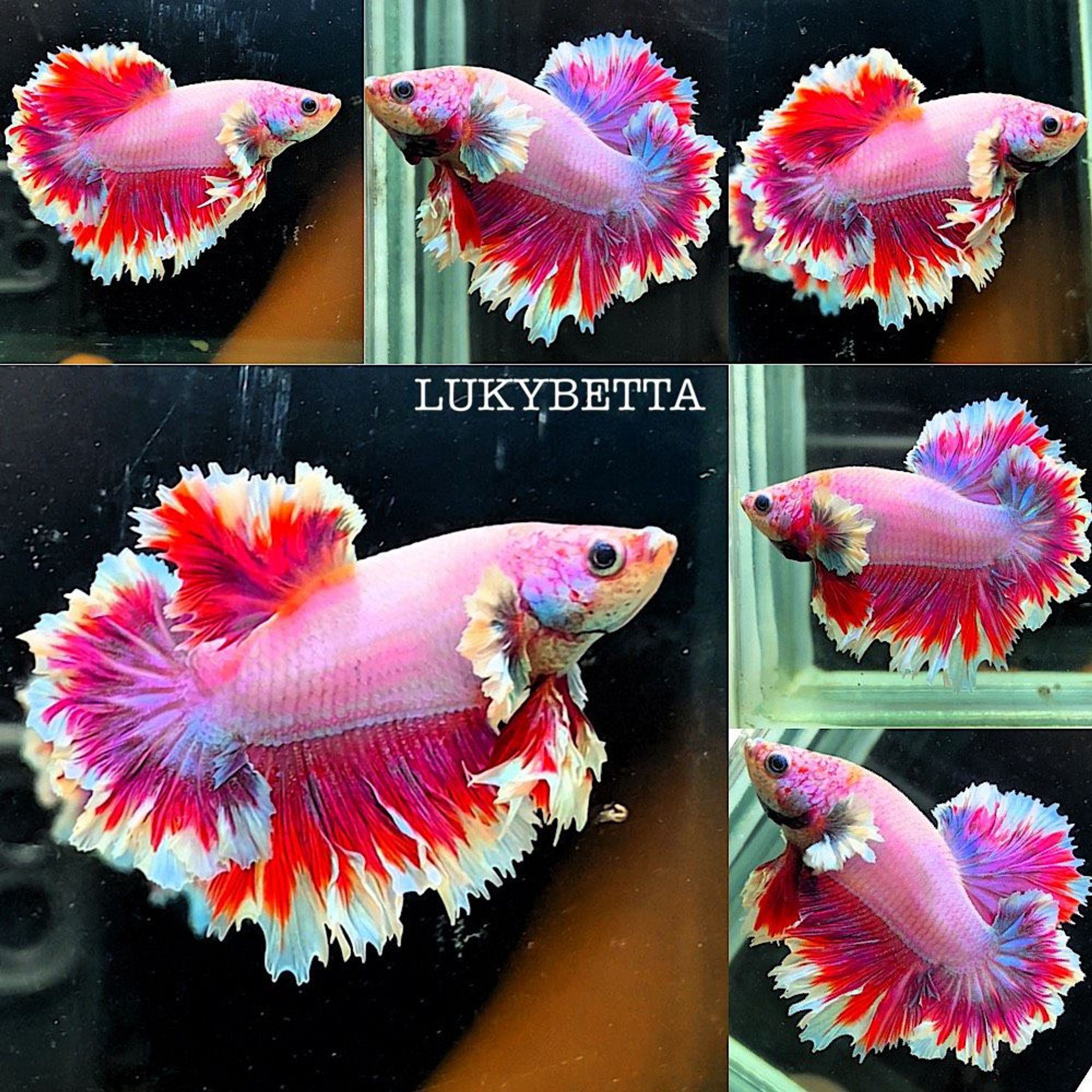 DUMBO KING ROSETAILS EAR