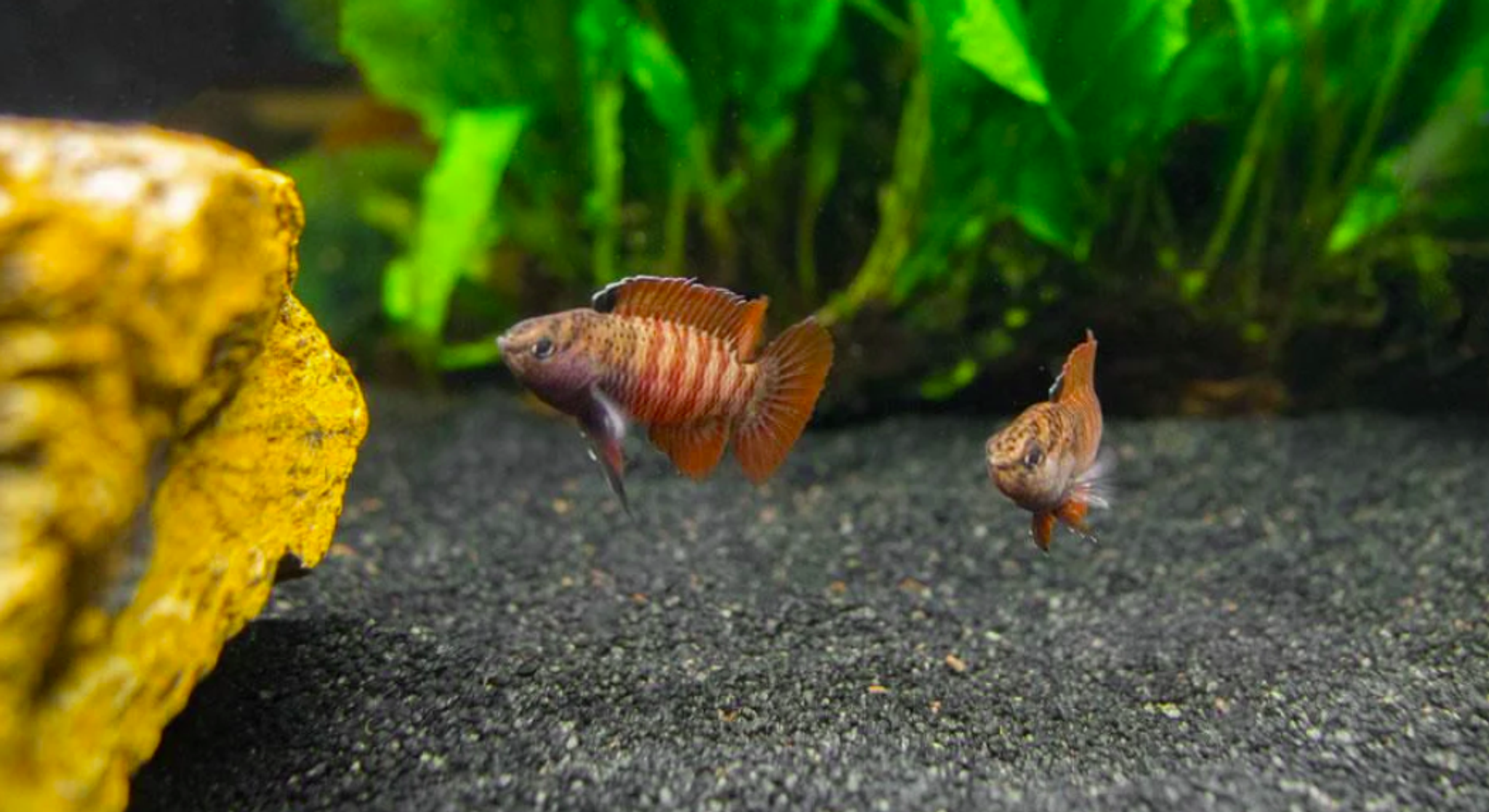 Dario sp. Myanmar