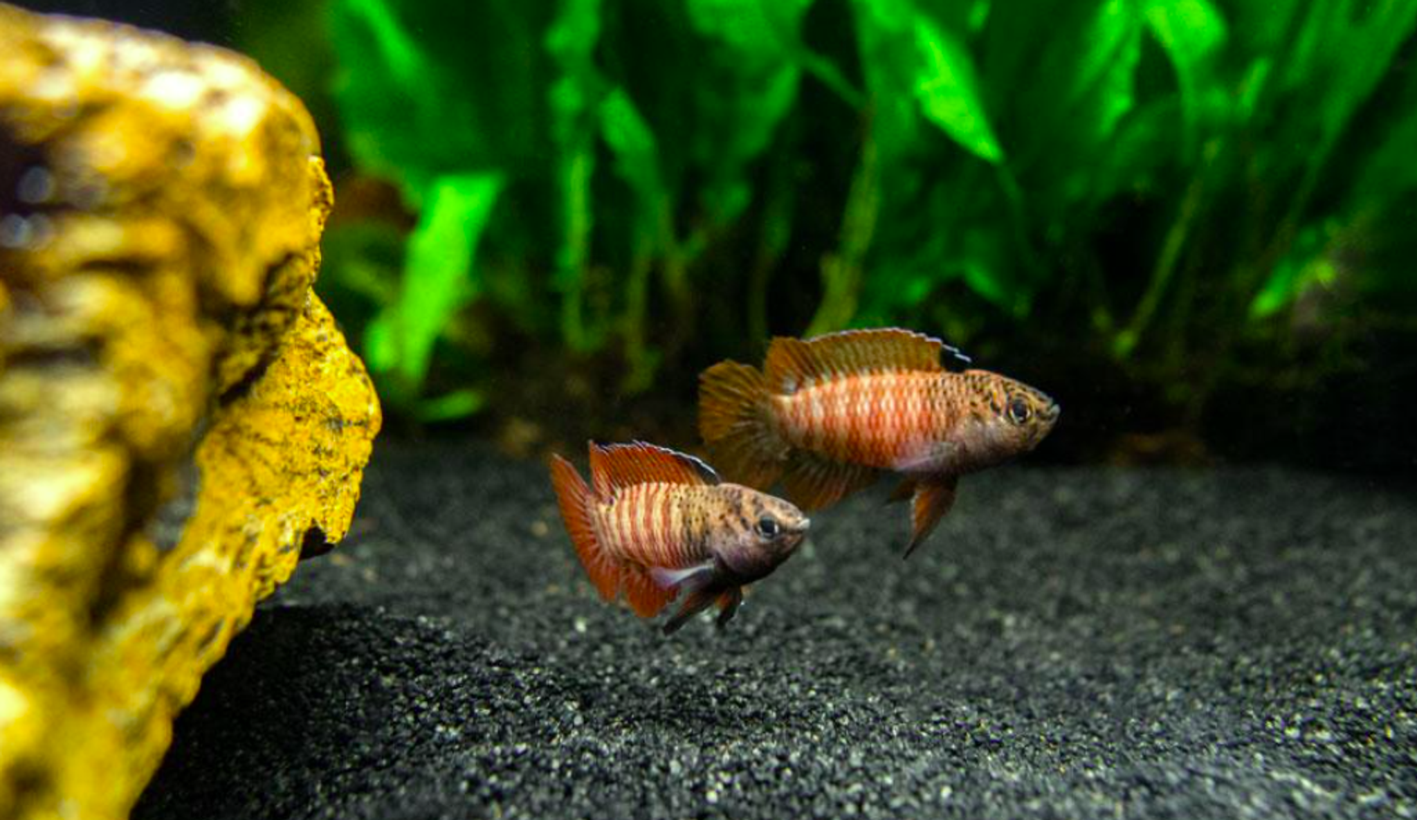 Dario sp. Myanmar