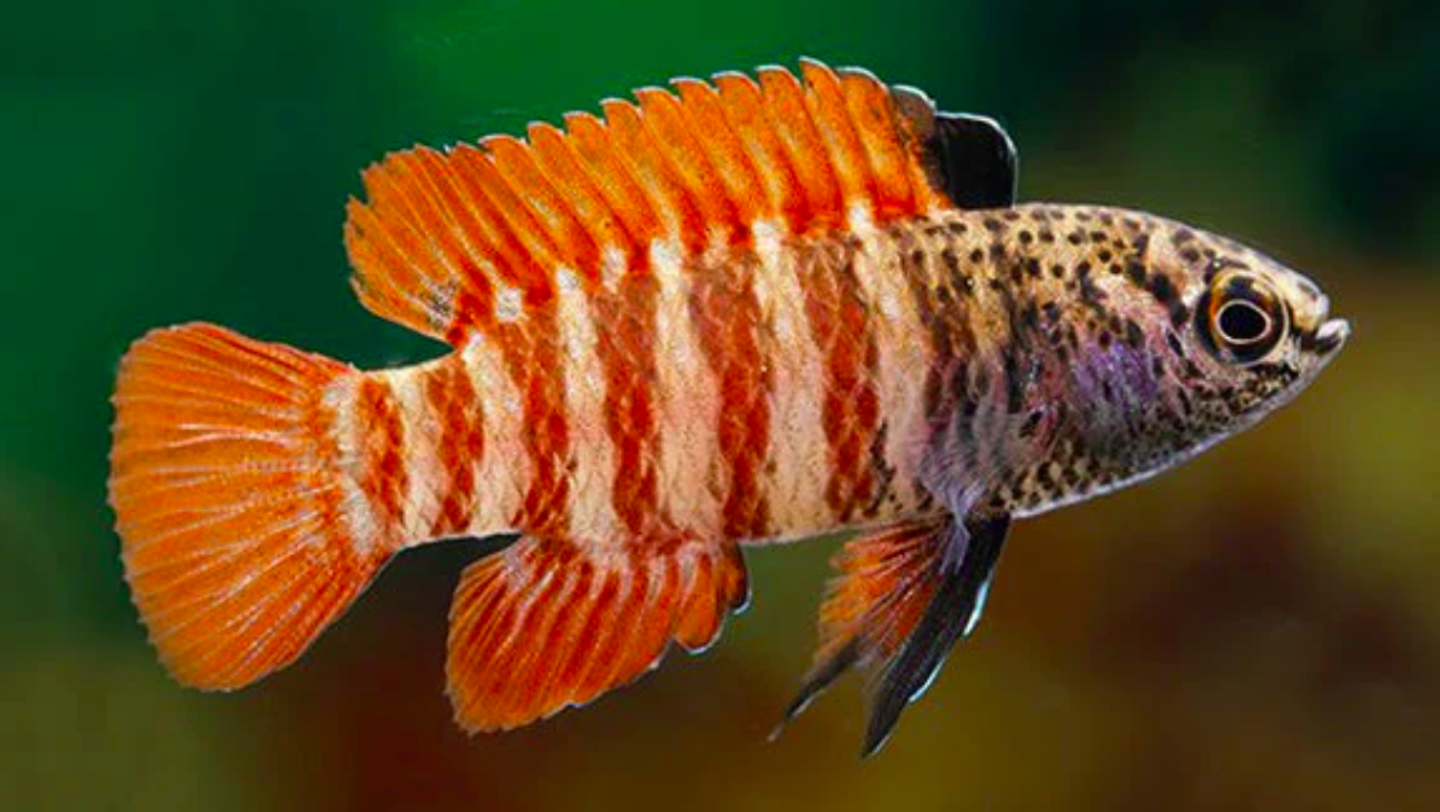 Dario sp. Myanmar