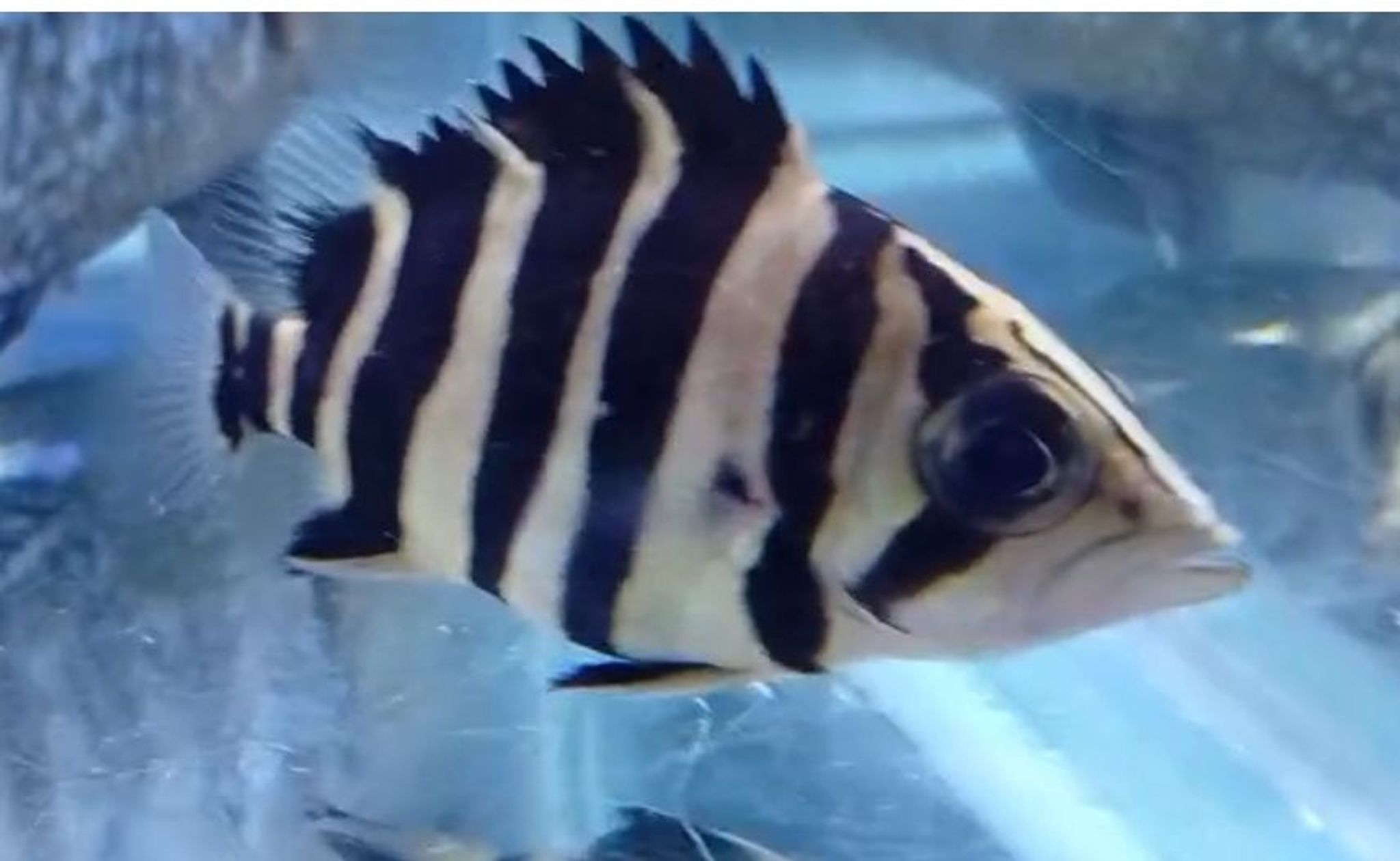 Datnoides microlepis Tiger Fish (different sizes available)