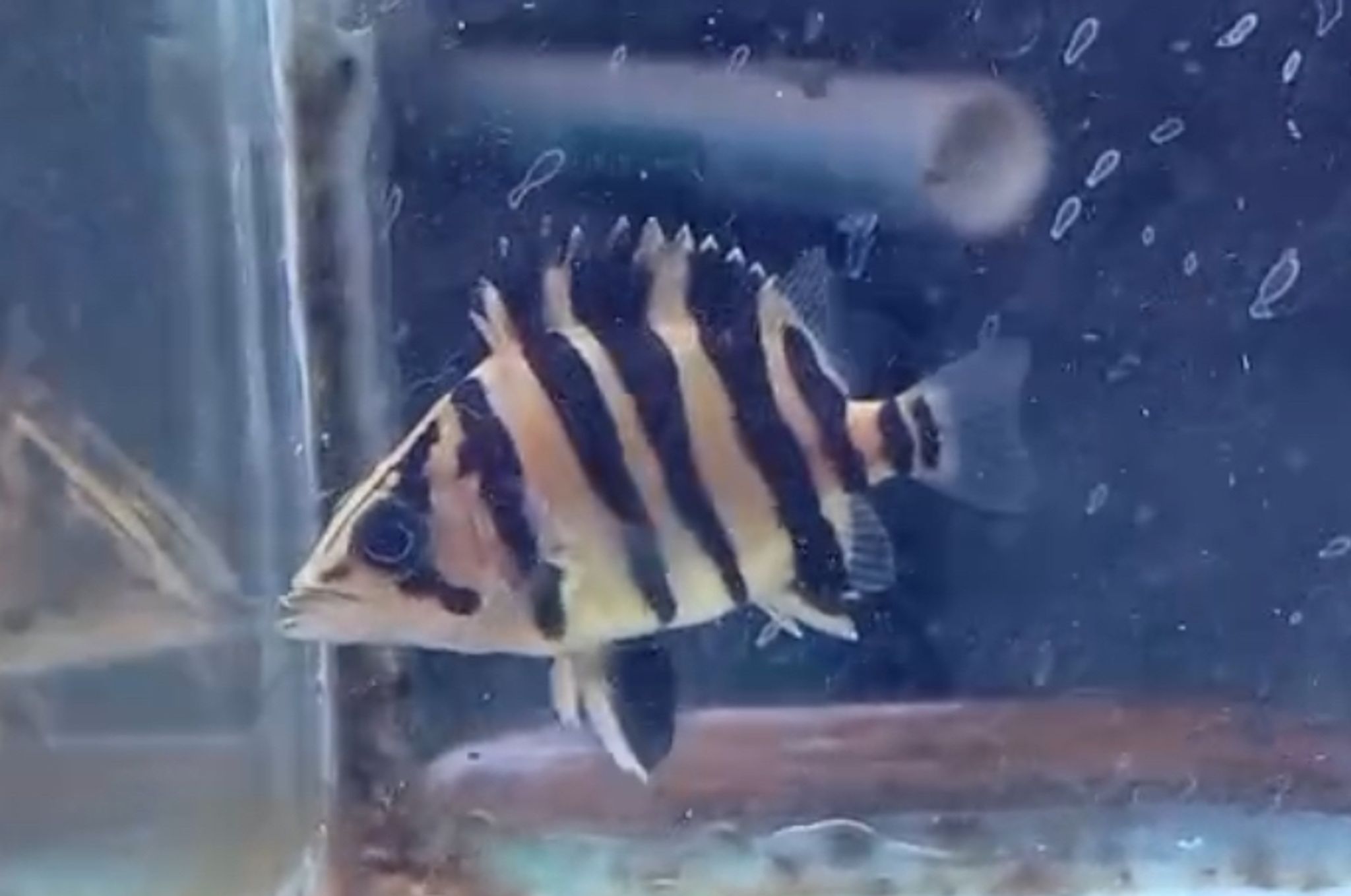 Datnoides microlepis Tiger Fish (different sizes available)