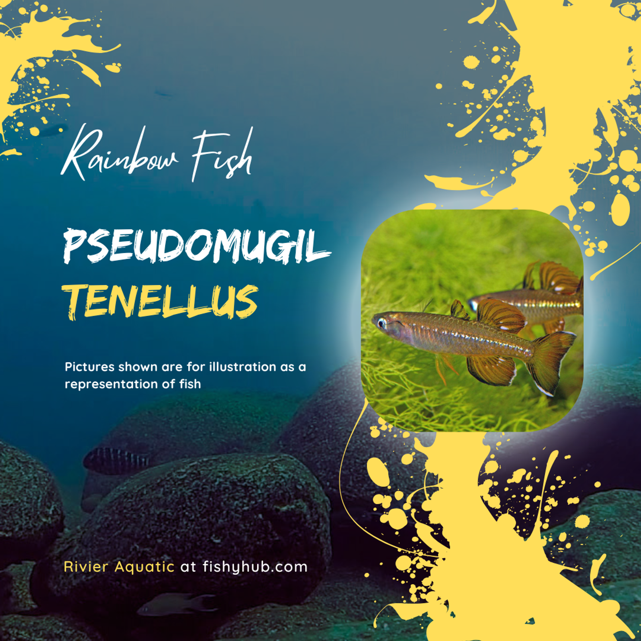 Delicate Blue Eye Rainbowfish (Pseudomugil tenellus)