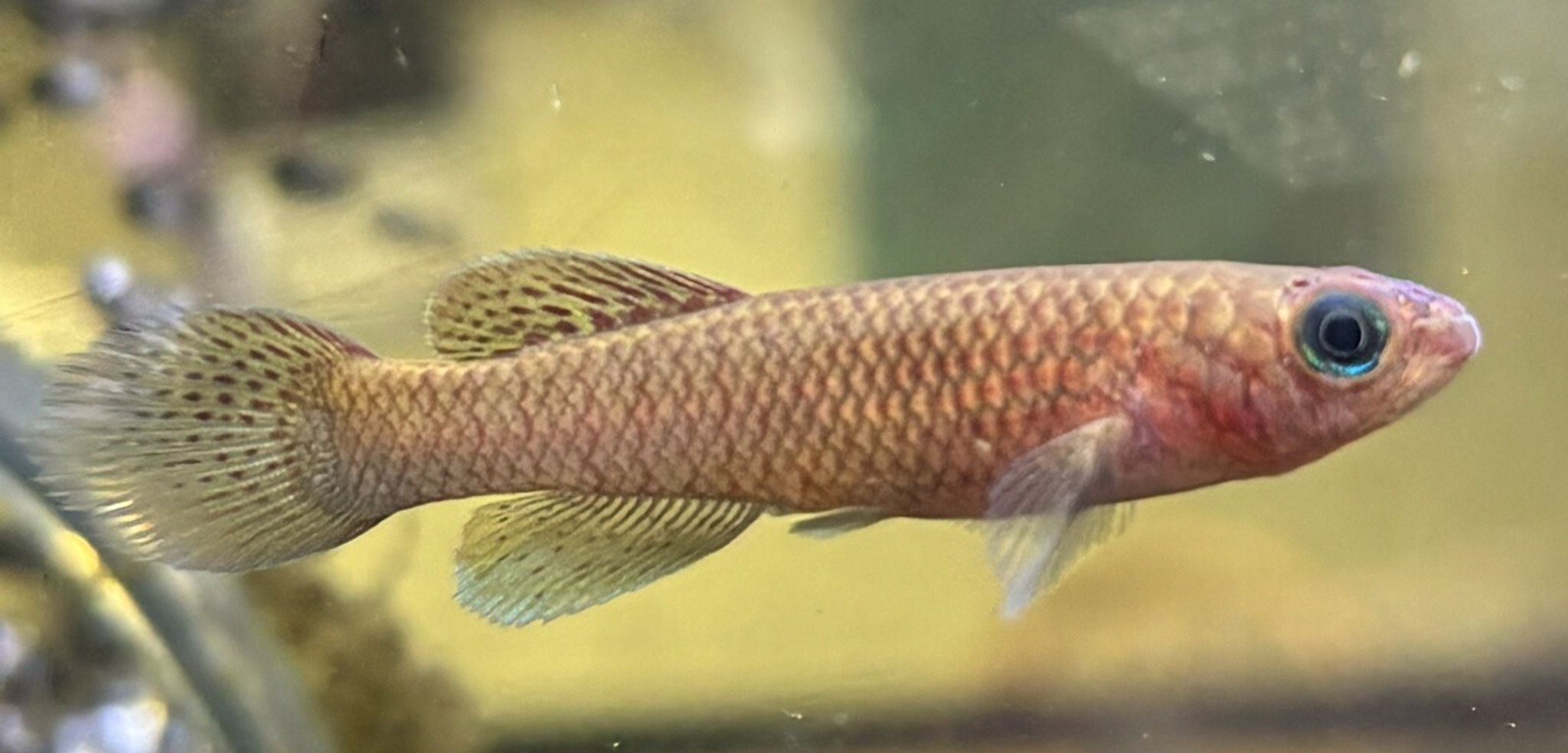 Delta killifish (Fundulopanchax deltahens)