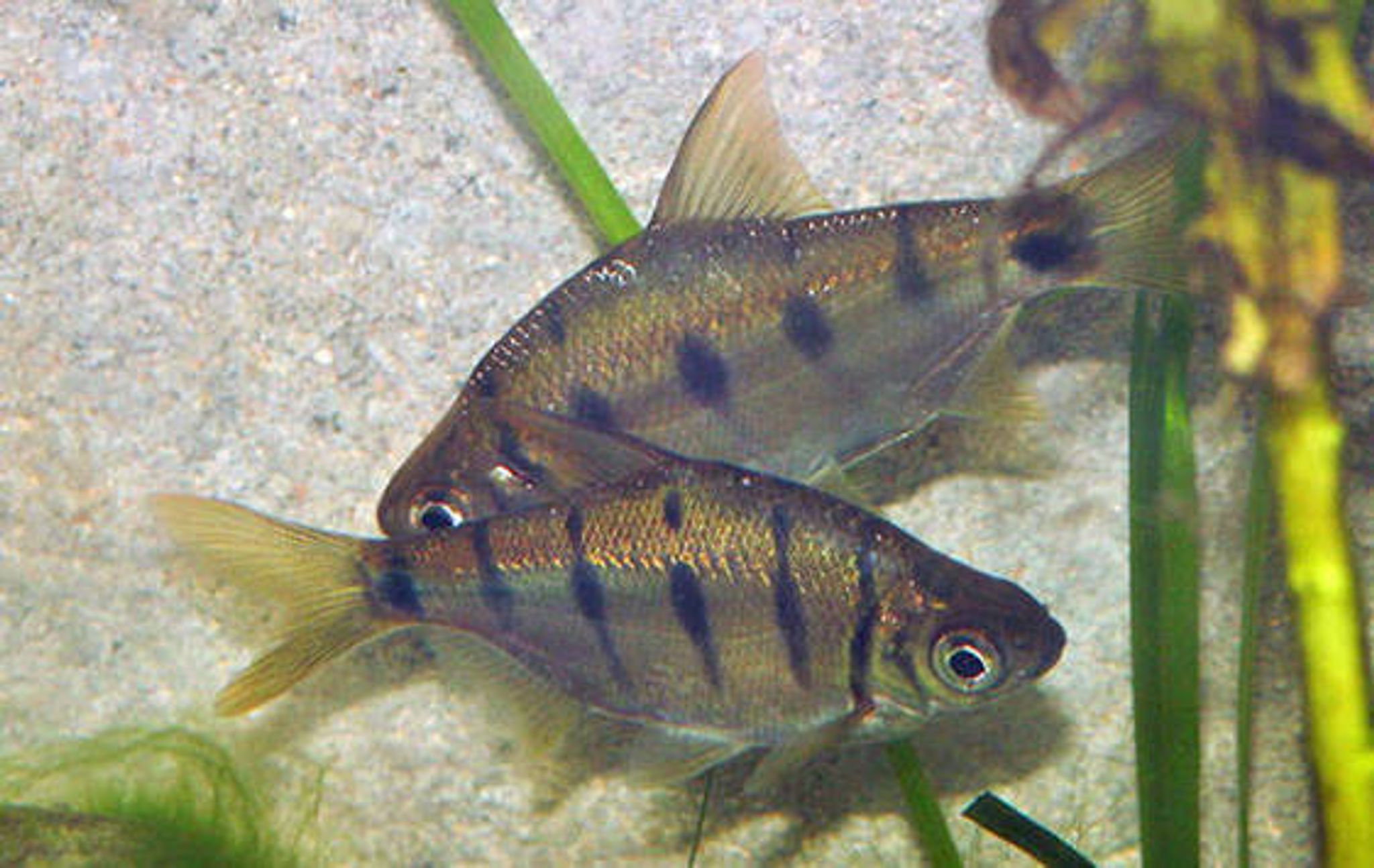 Diamond Barb