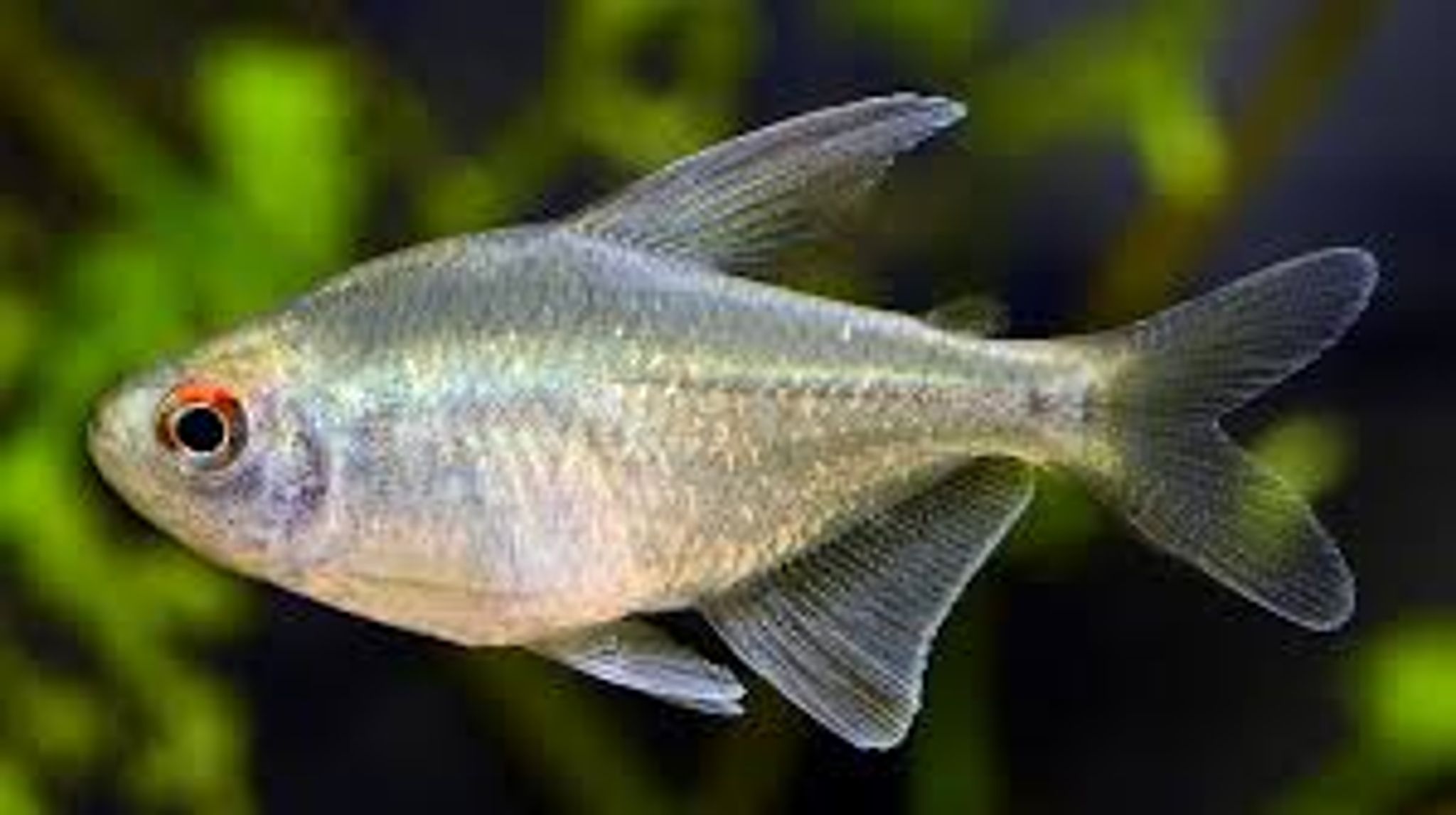 Diamond Tetra (Denticeps clupeaoides)