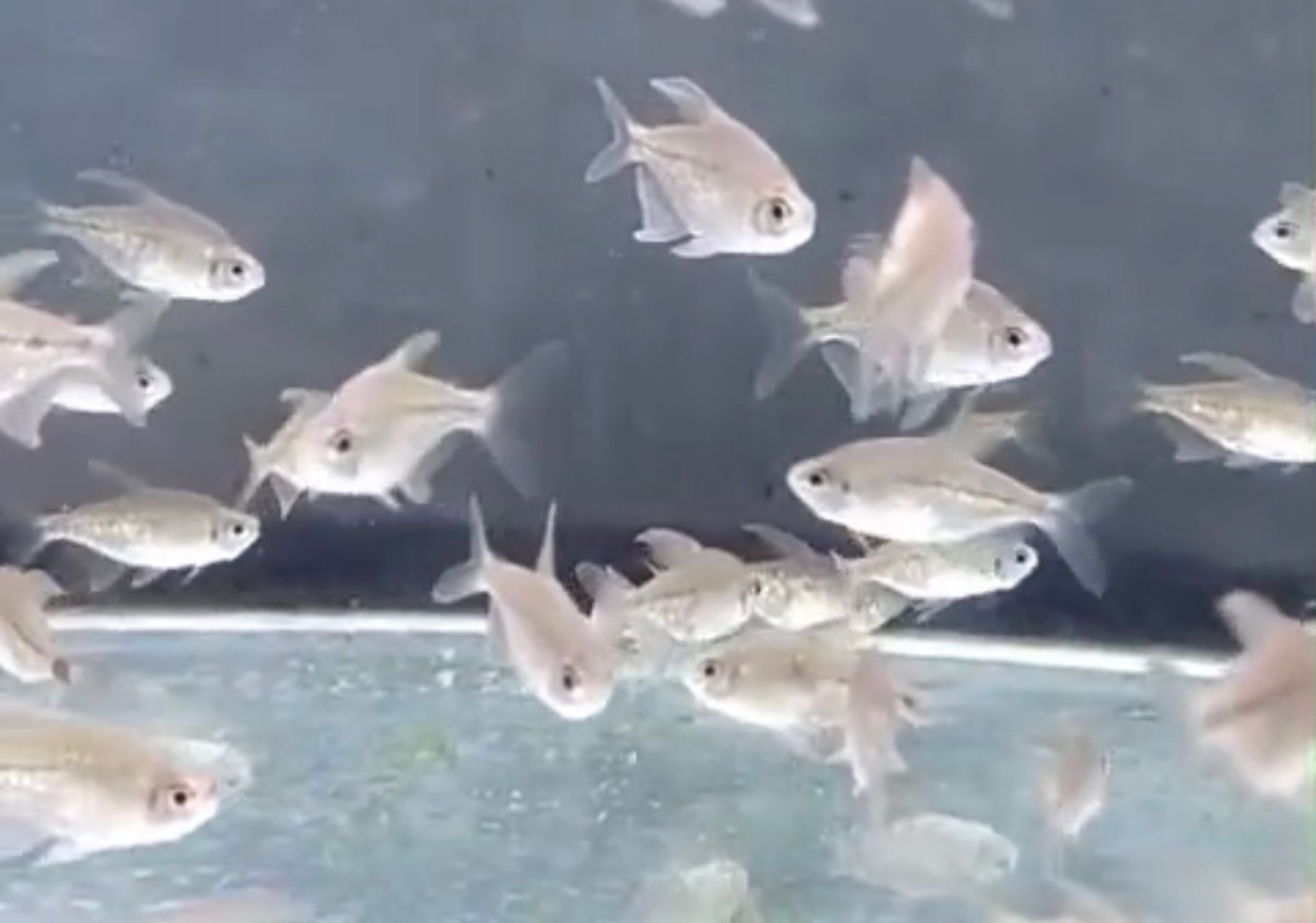 Diamond Tetra