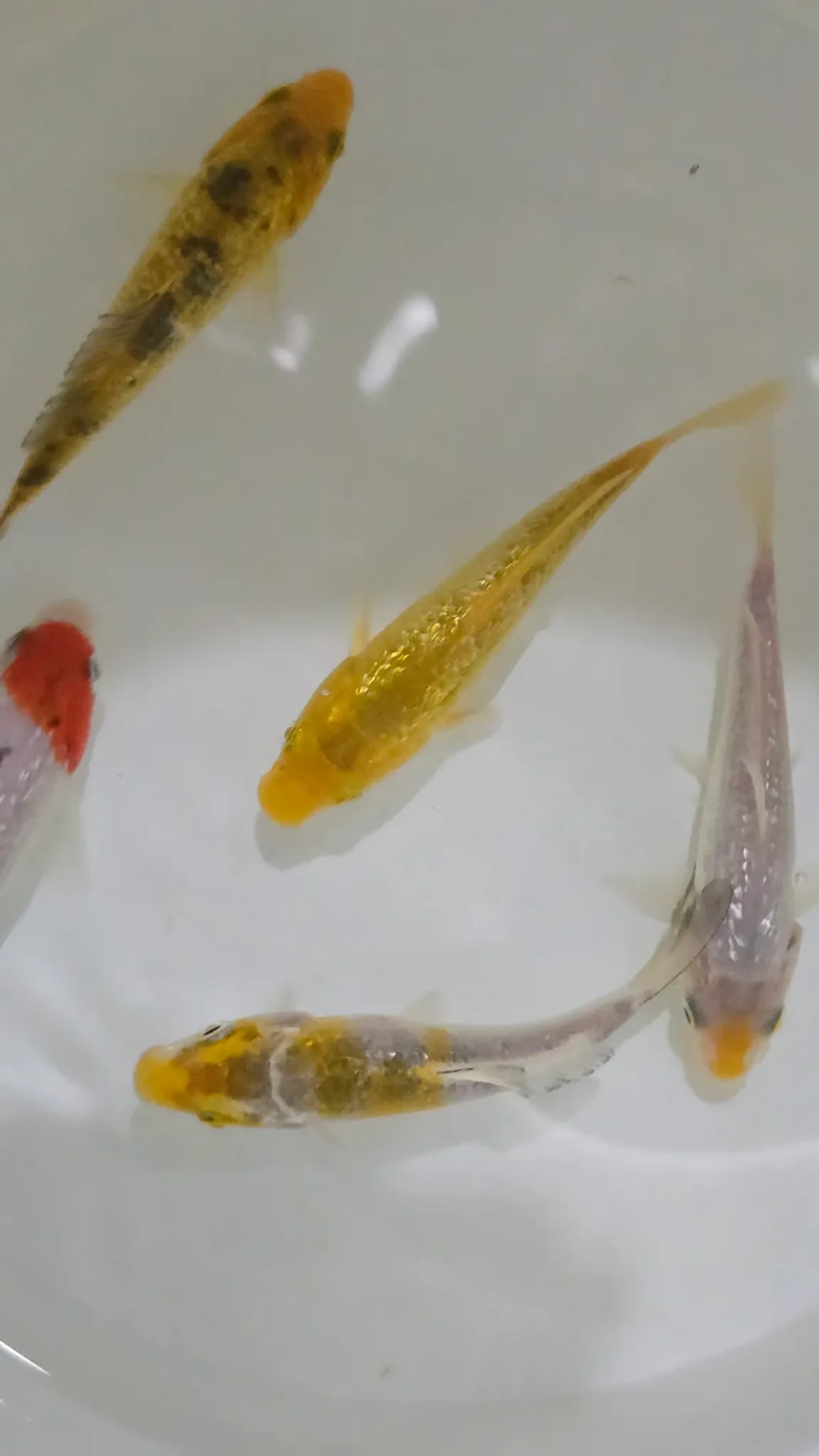 Diamond koi