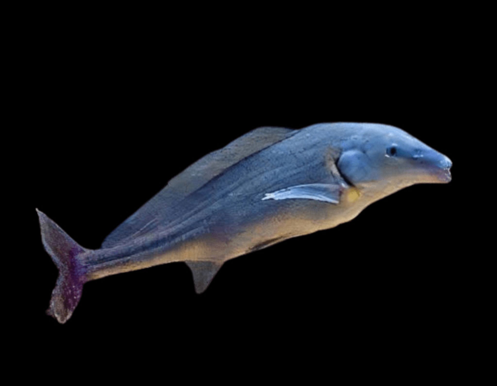 Dolphin (small)