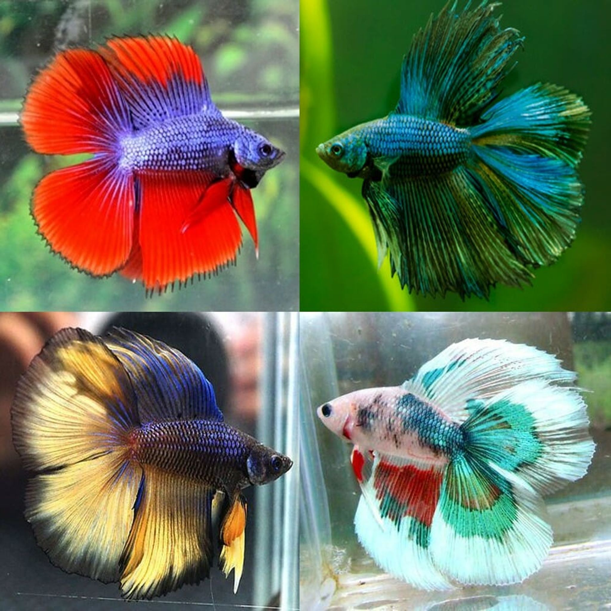 Double Tail Betta Male