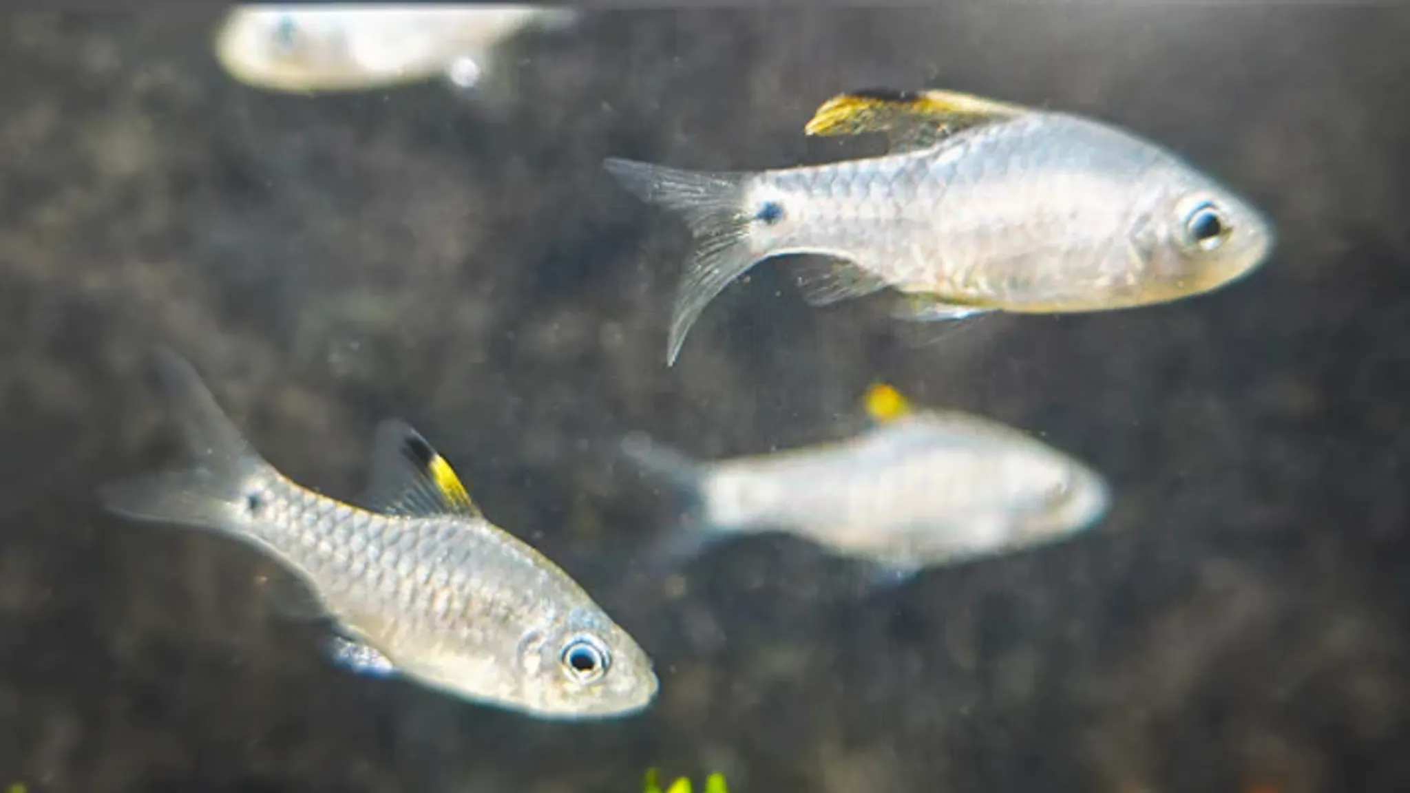 Draped fin barb 2cm