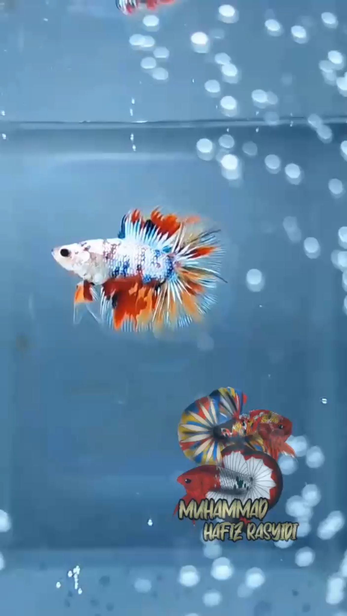 Dthm multicolor
