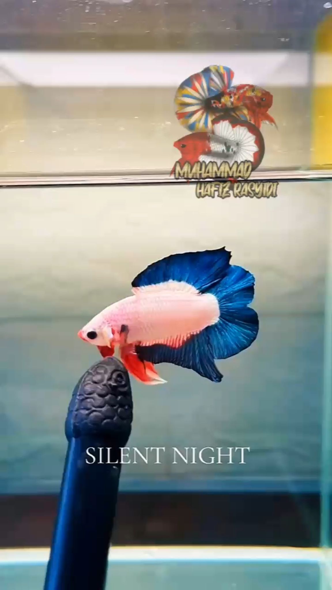 Dtpk Flamingo