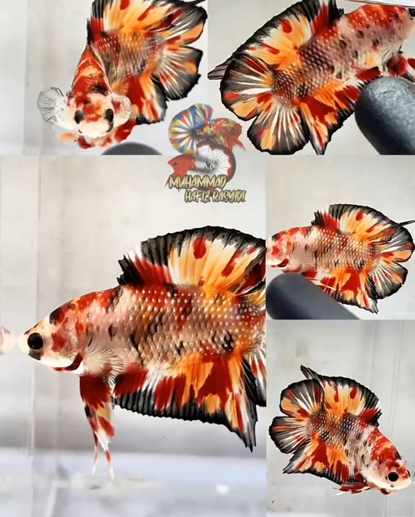 Dtpk copper variant