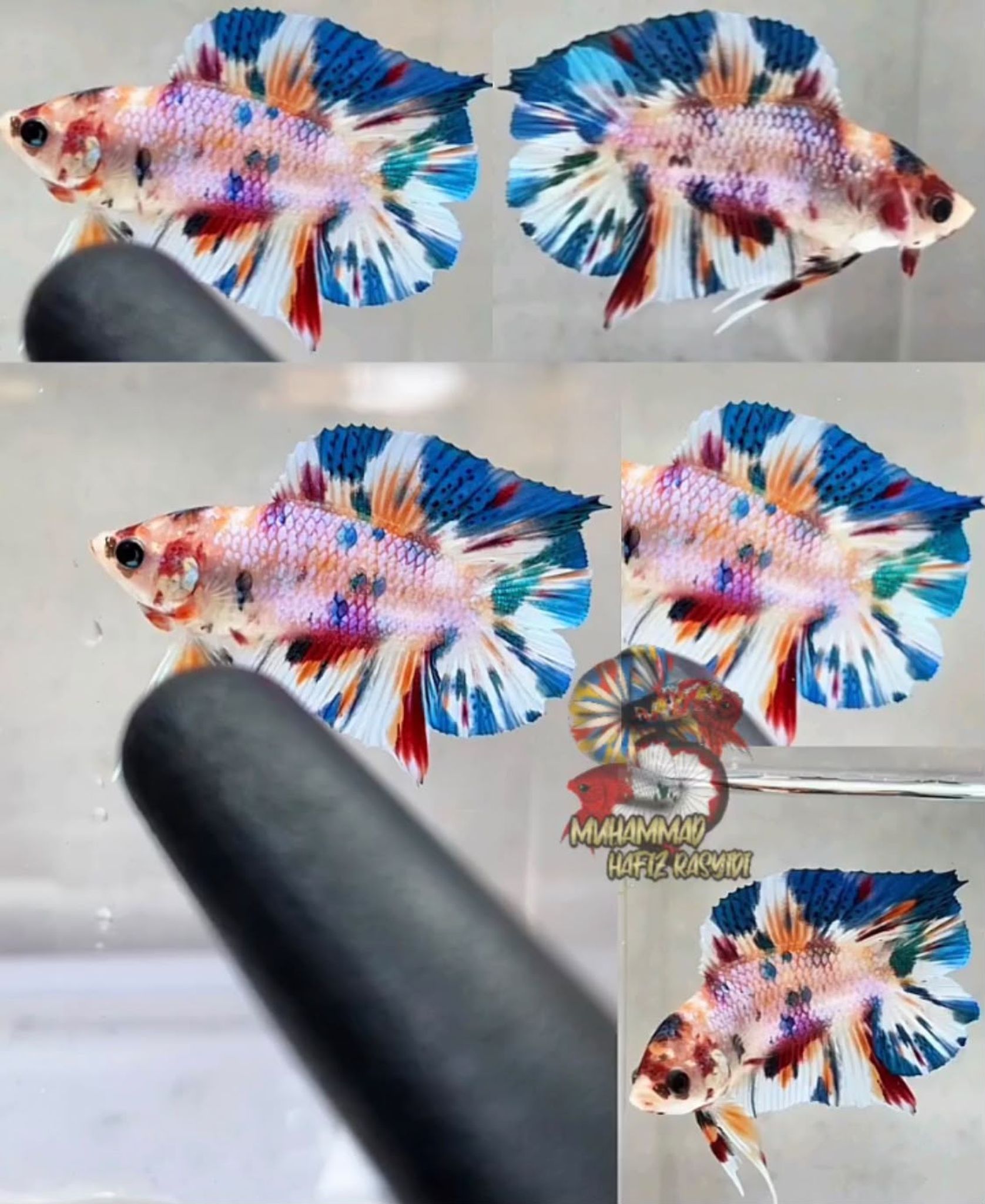 Dtpk multicolor